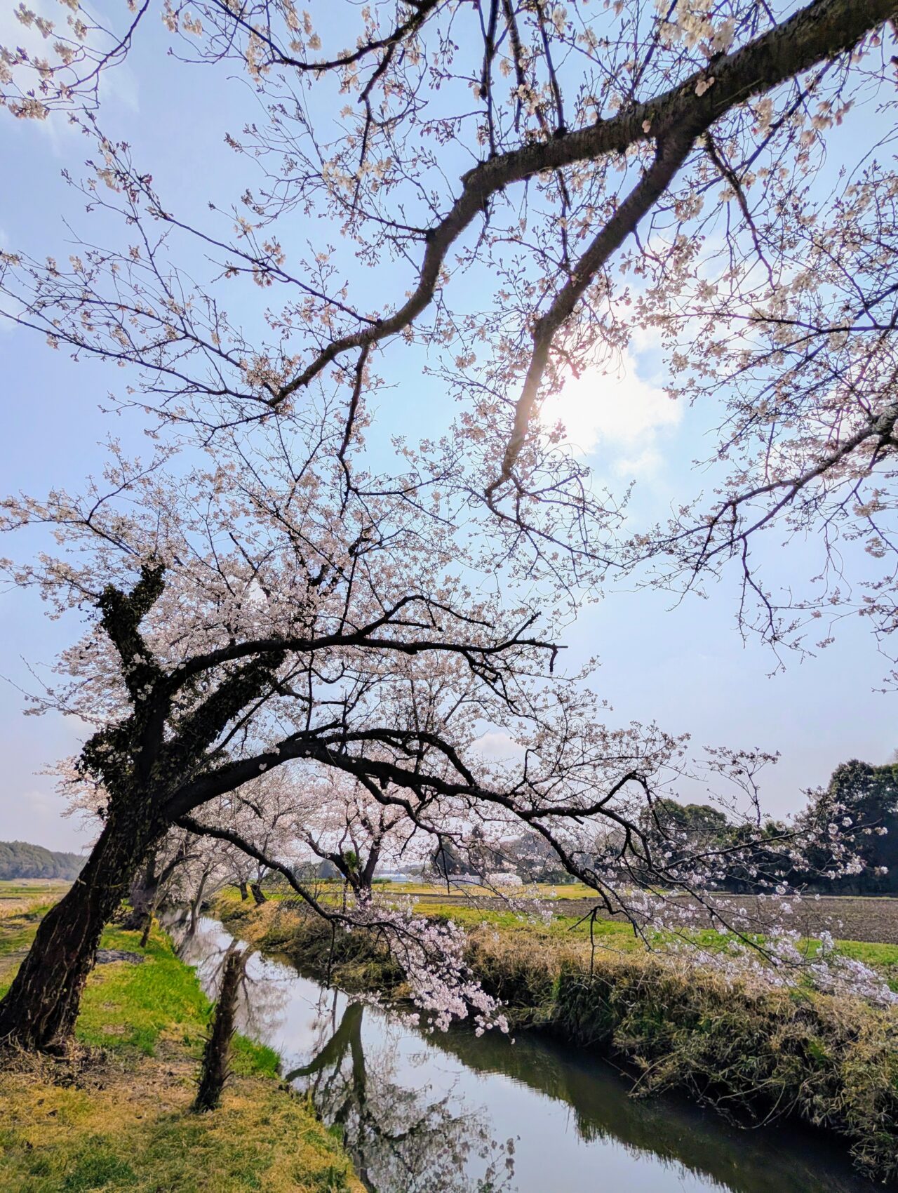 今井の桜2026_桜6