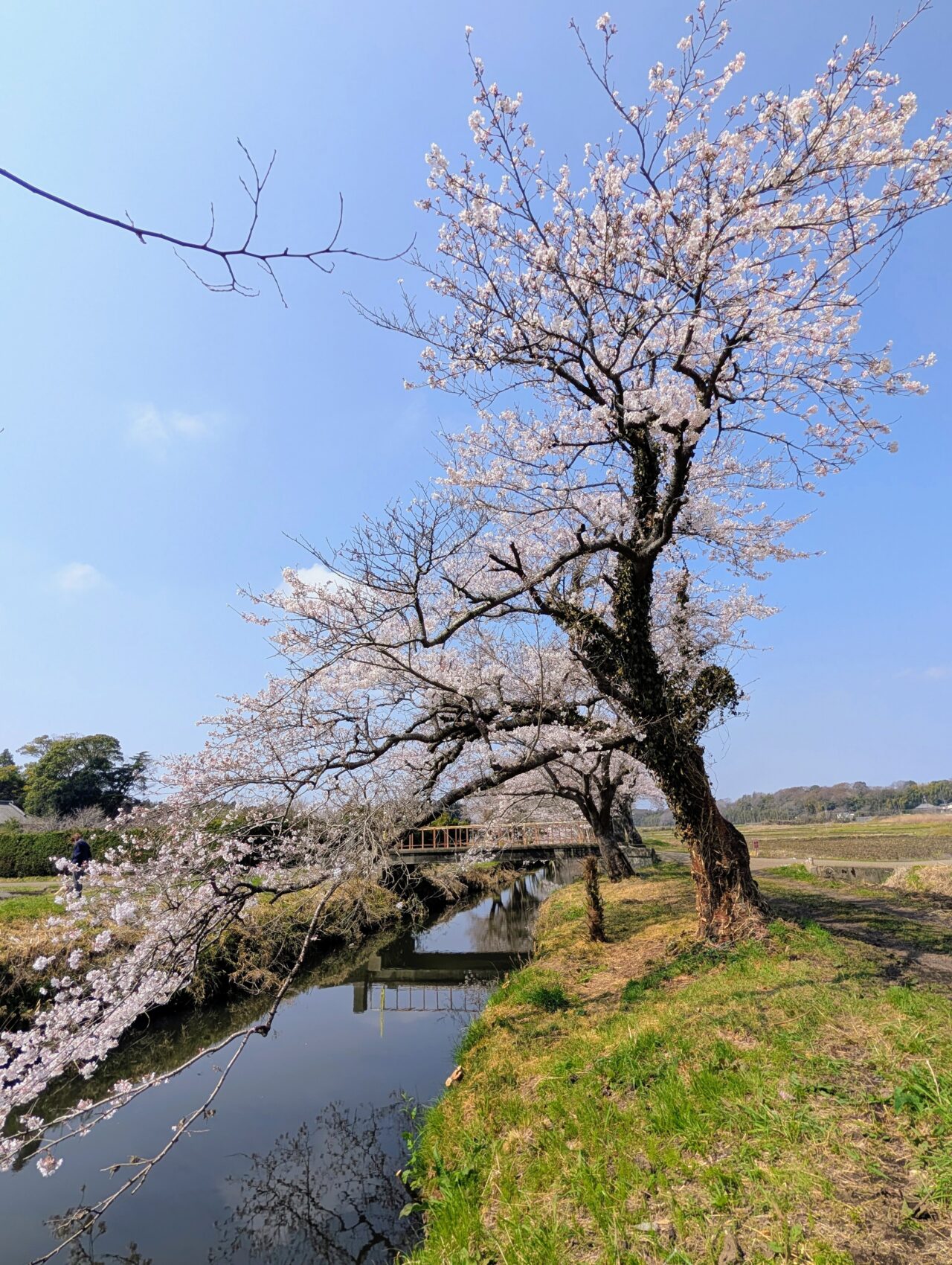 今井の桜2026_桜7