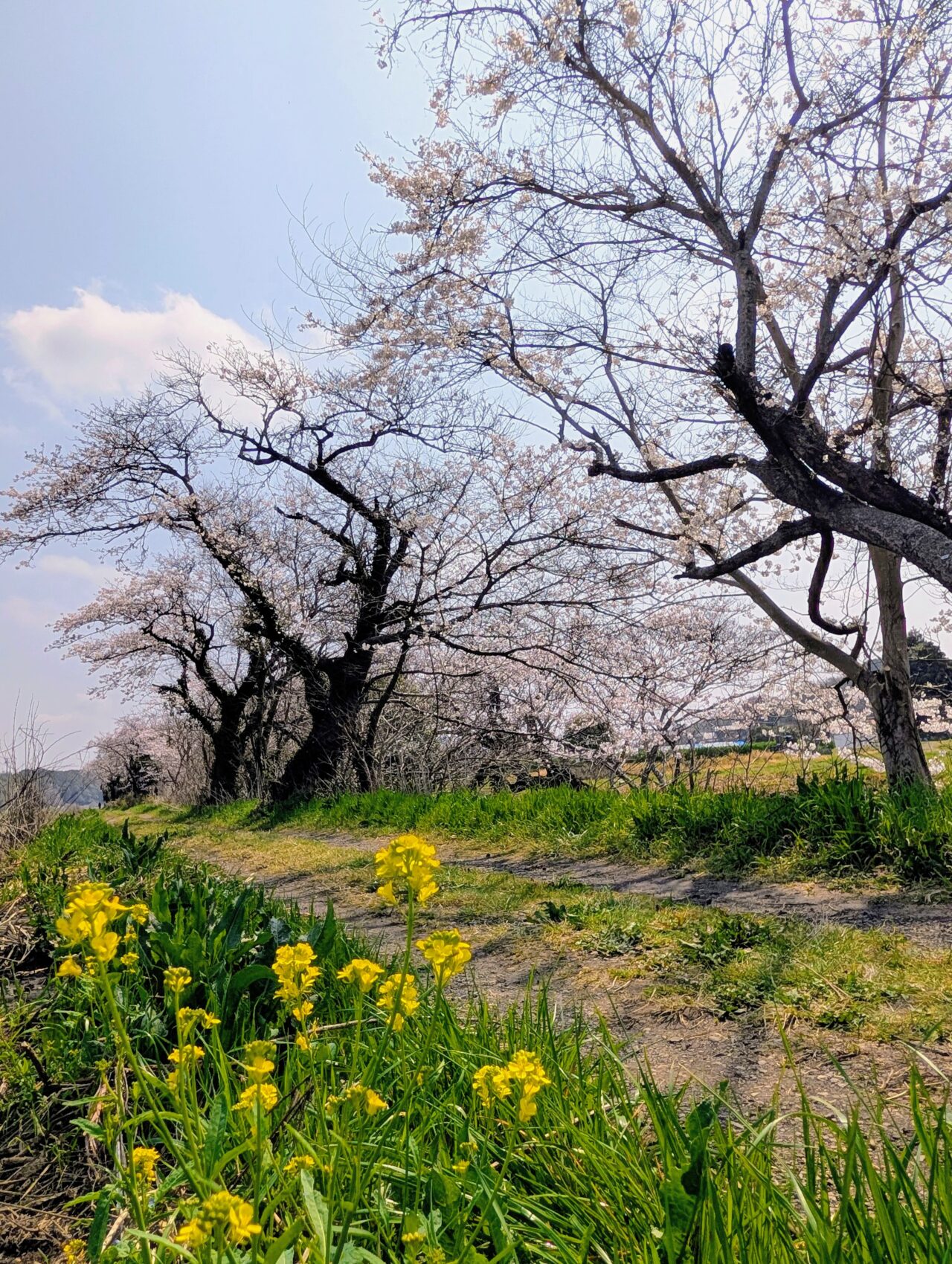 今井の桜2026_桜8