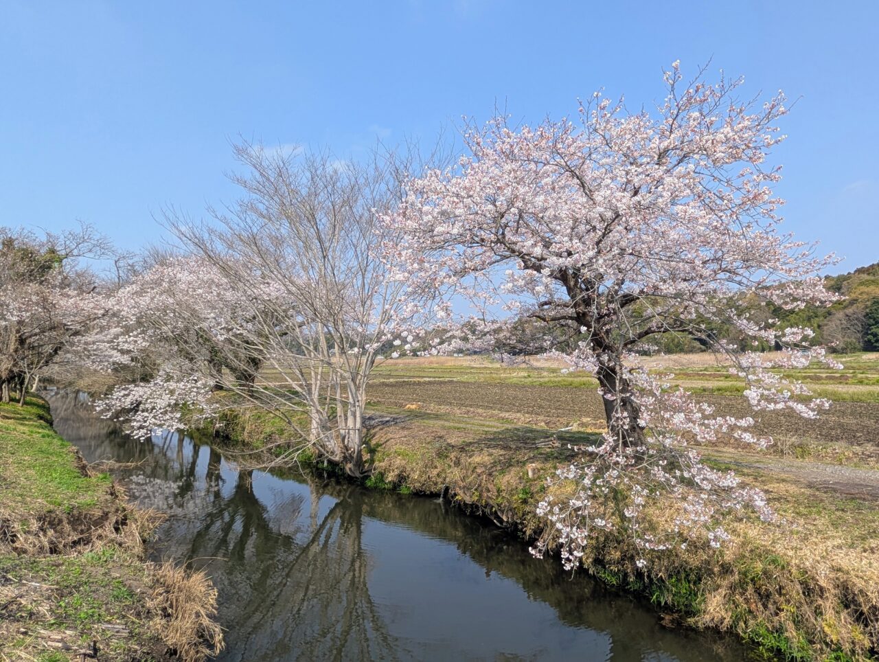 今井の桜2026_桜9