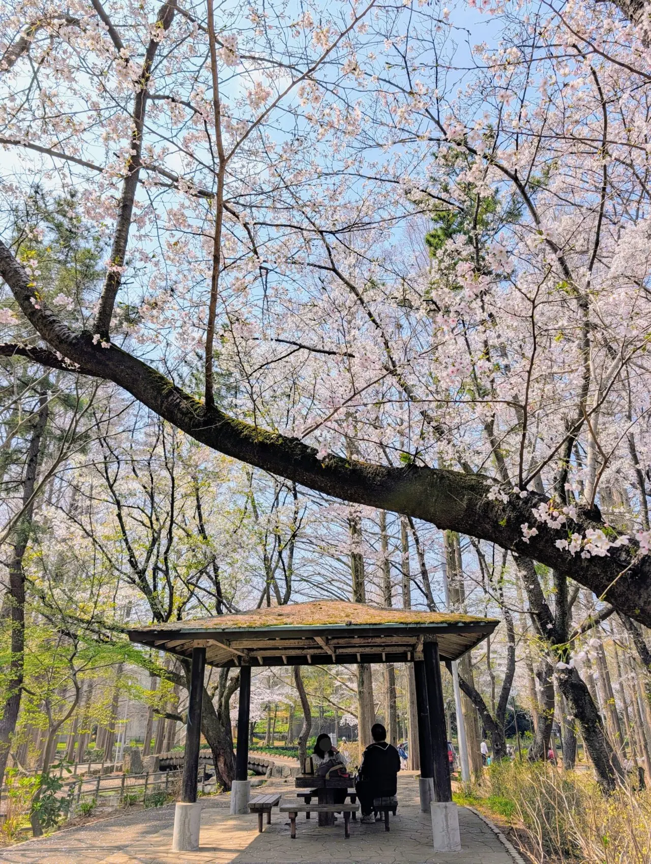 貝柄山公園桜2026_桜1