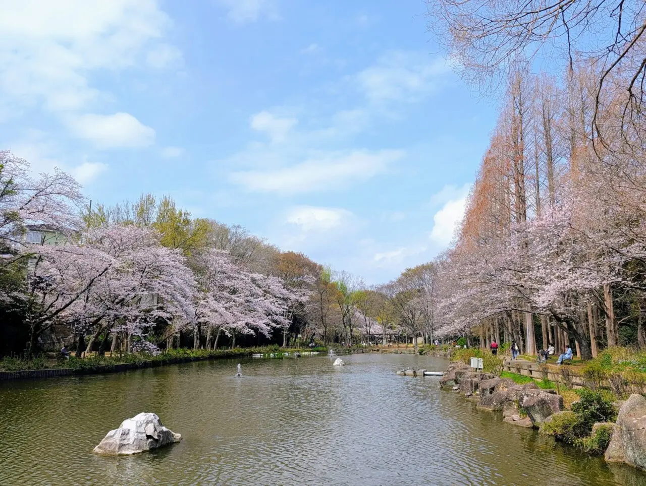 貝柄山公園桜2026_桜2