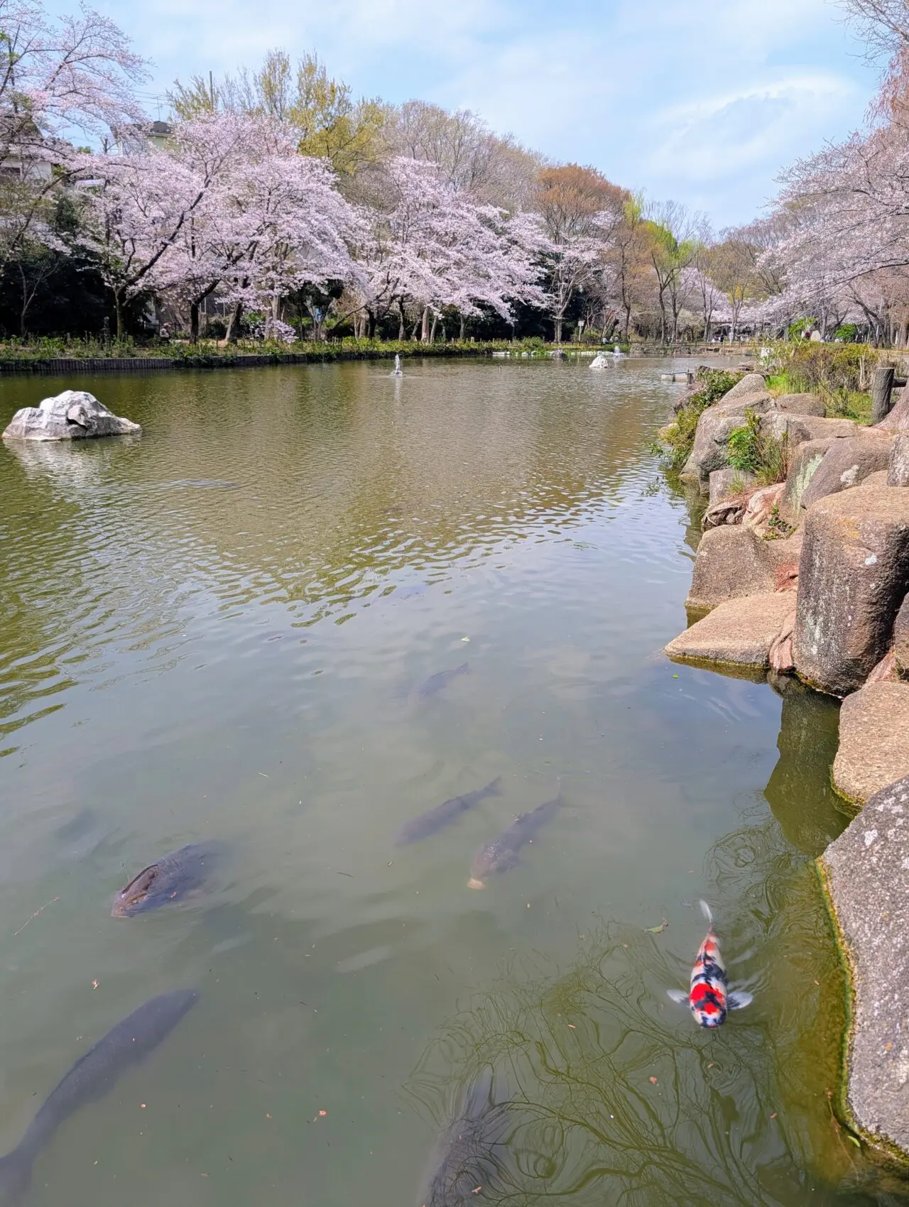 貝柄山公園桜2026_桜3