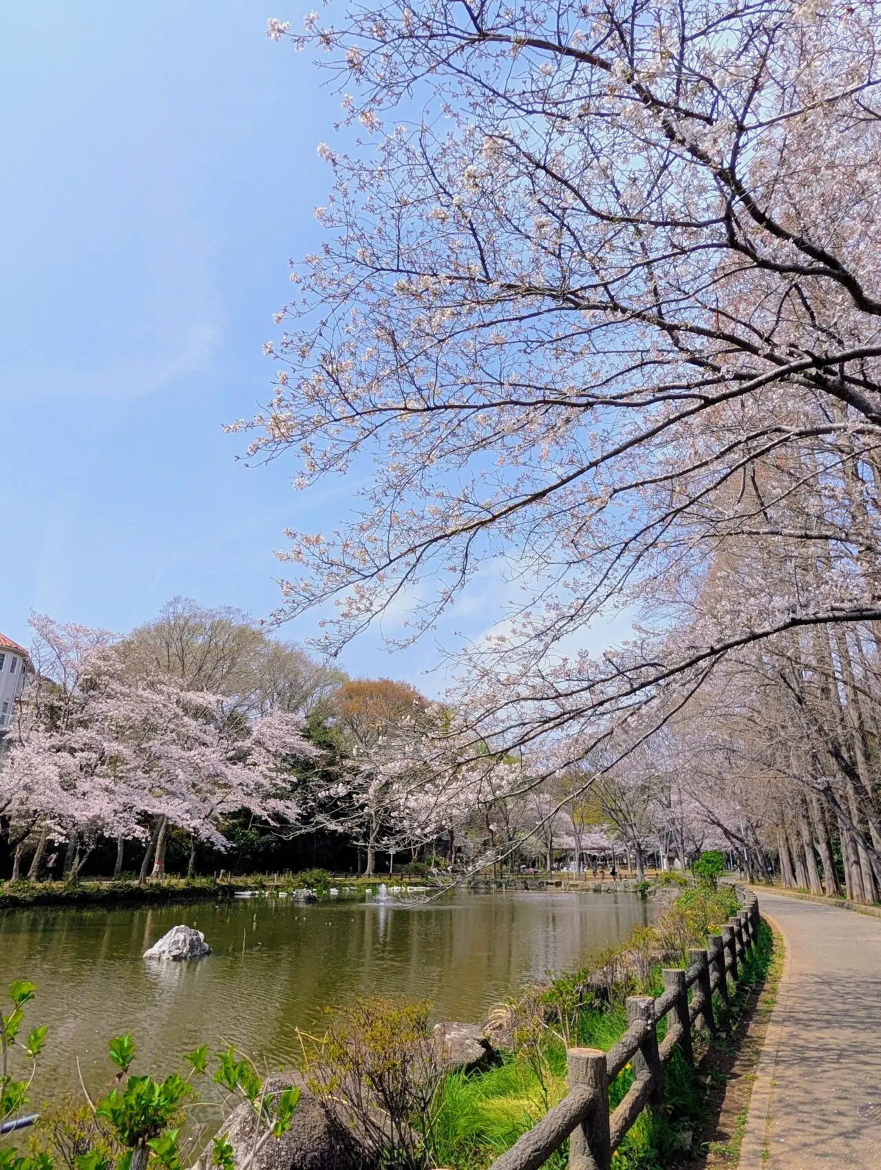貝柄山公園桜2026_桜4