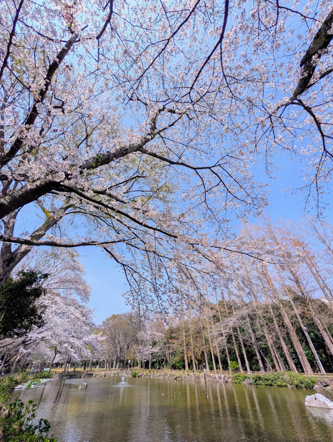 貝柄山公園桜2026_桜5