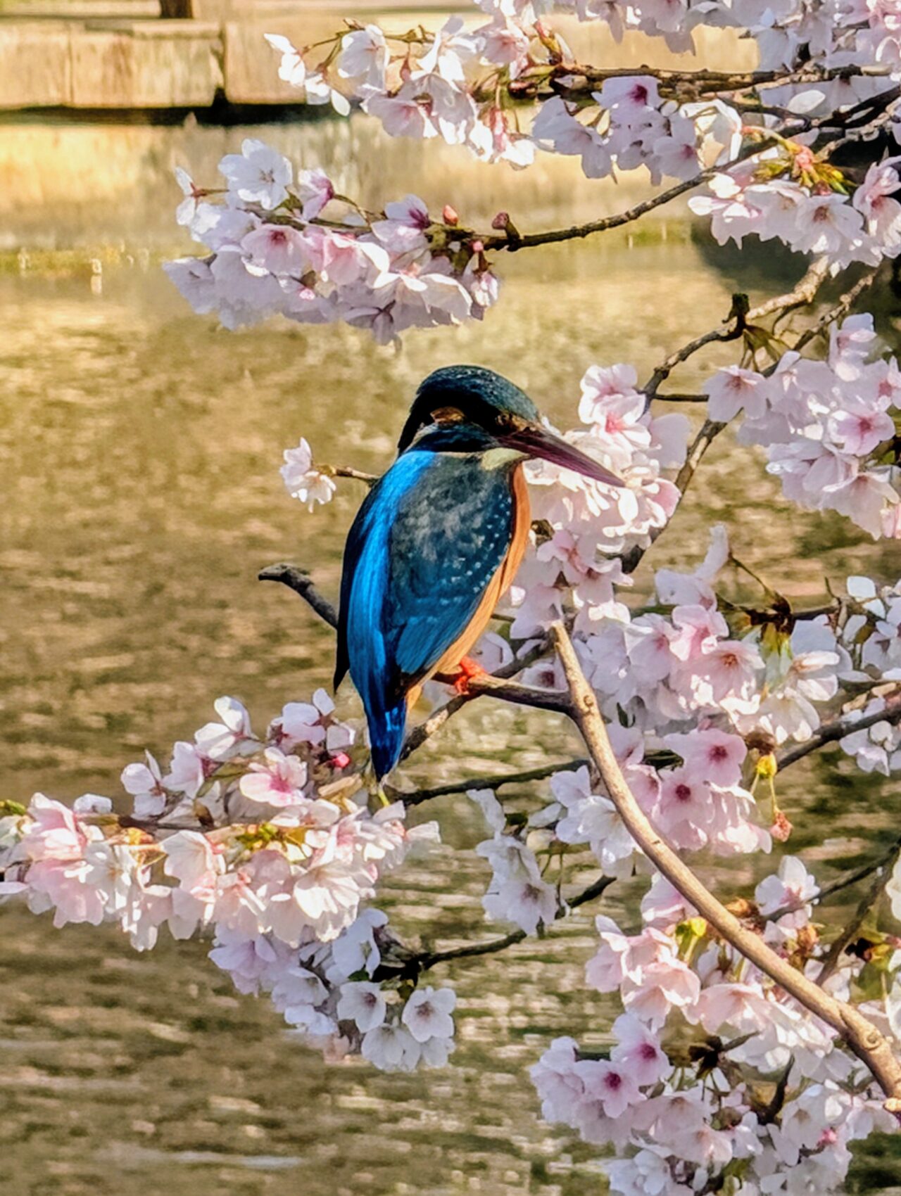 貝柄山公園桜2026_桜6