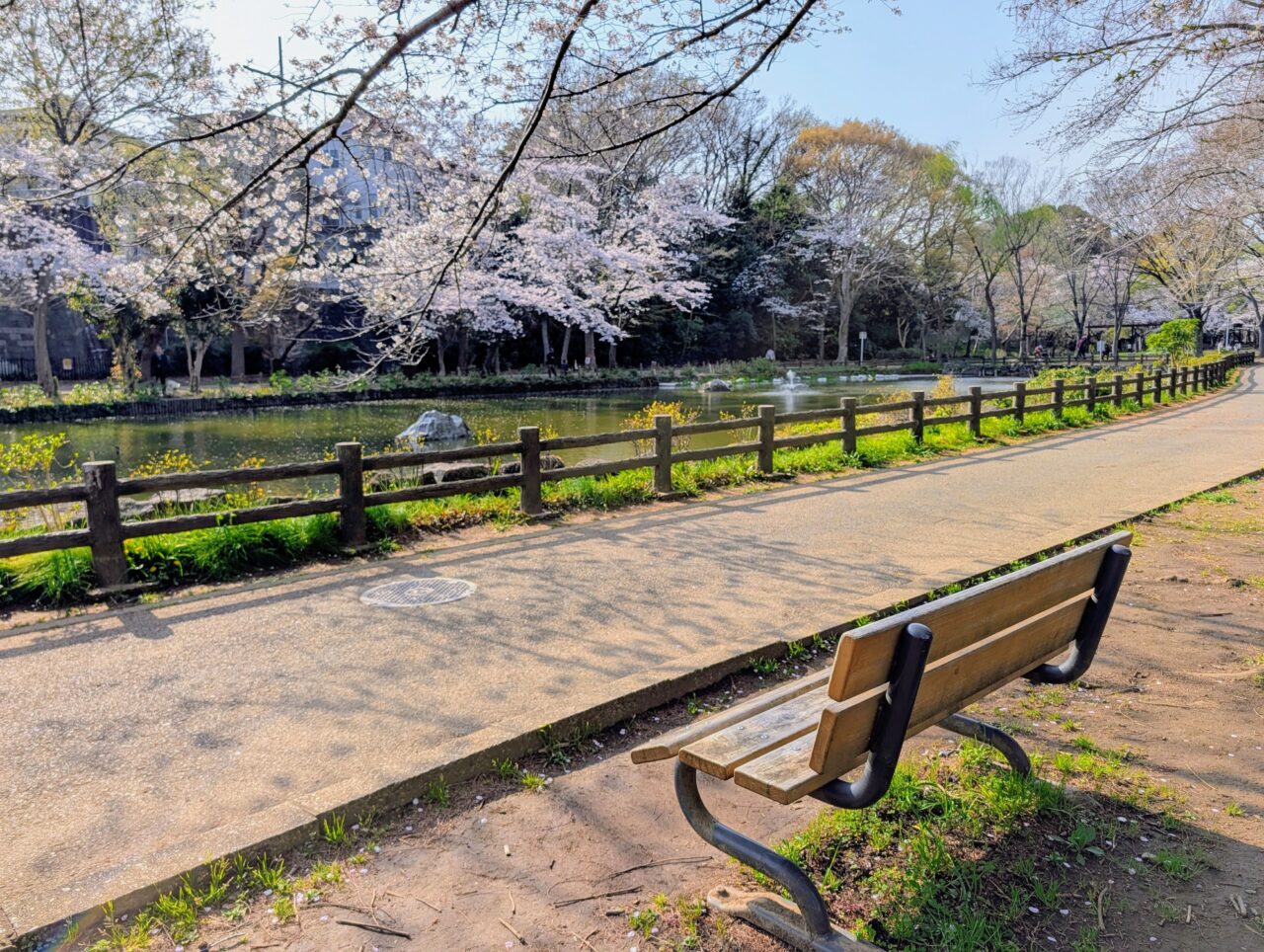 貝柄山公園桜2026_桜7