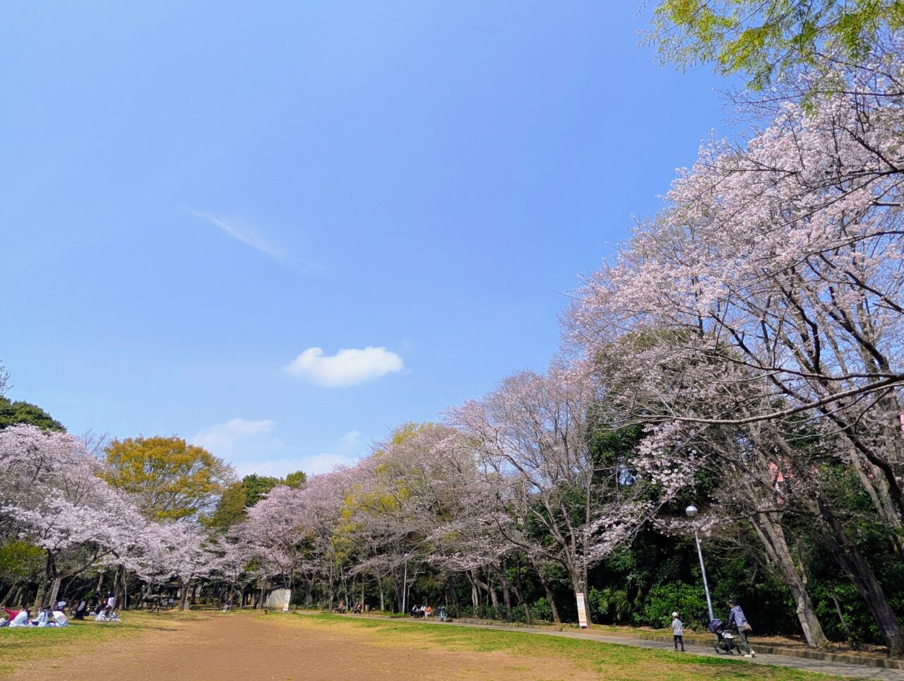 貝柄山公園桜2026_桜8