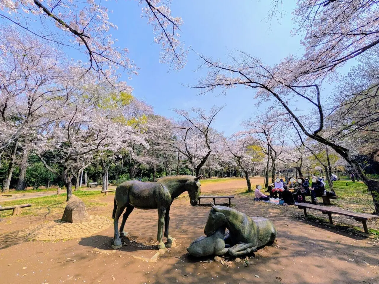 貝柄山公園桜2026_桜９