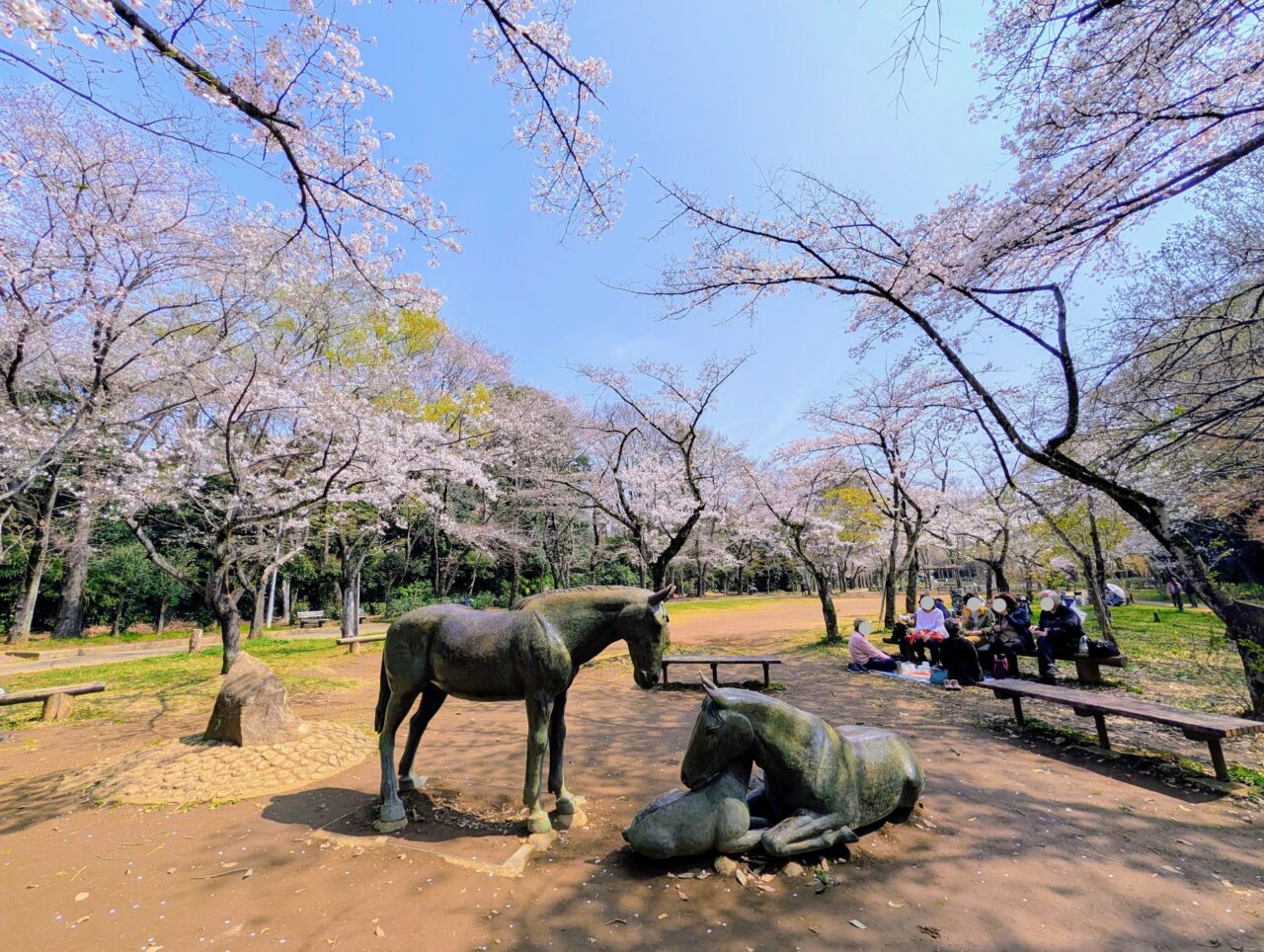 貝柄山公園桜2026_桜9