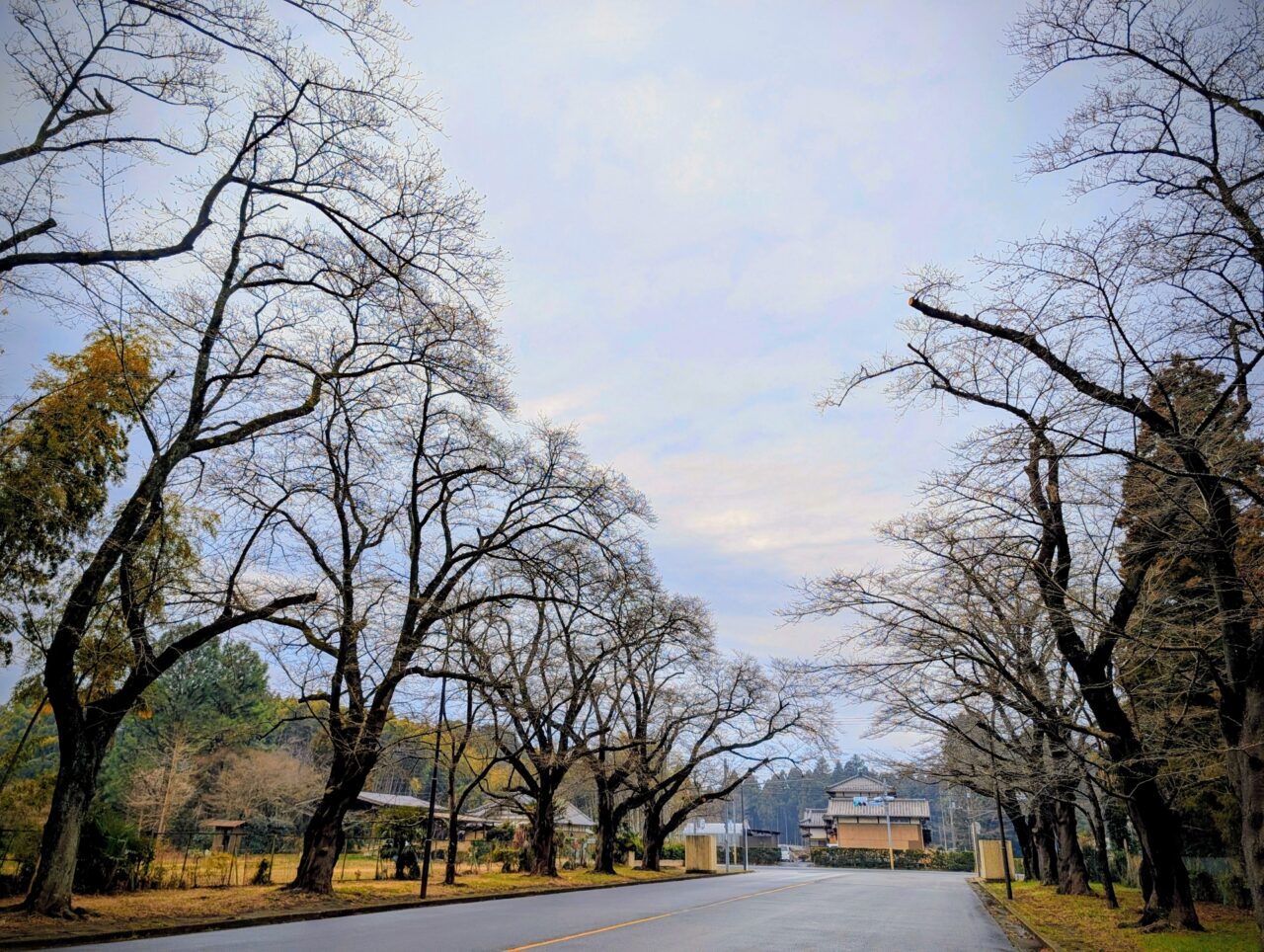 小林牧場桜2026_並木道