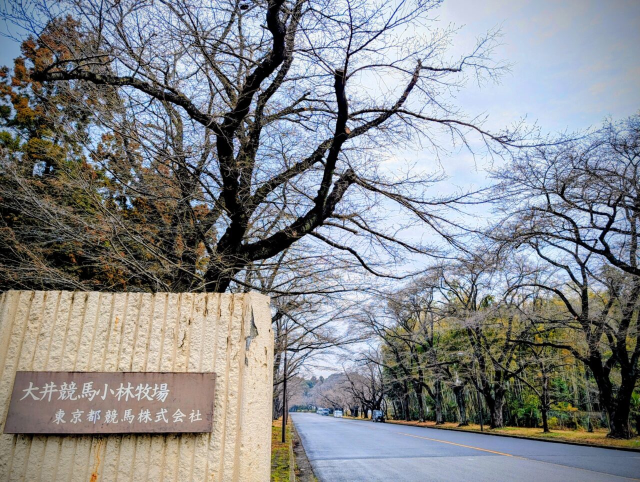 小林牧場桜2026_正門