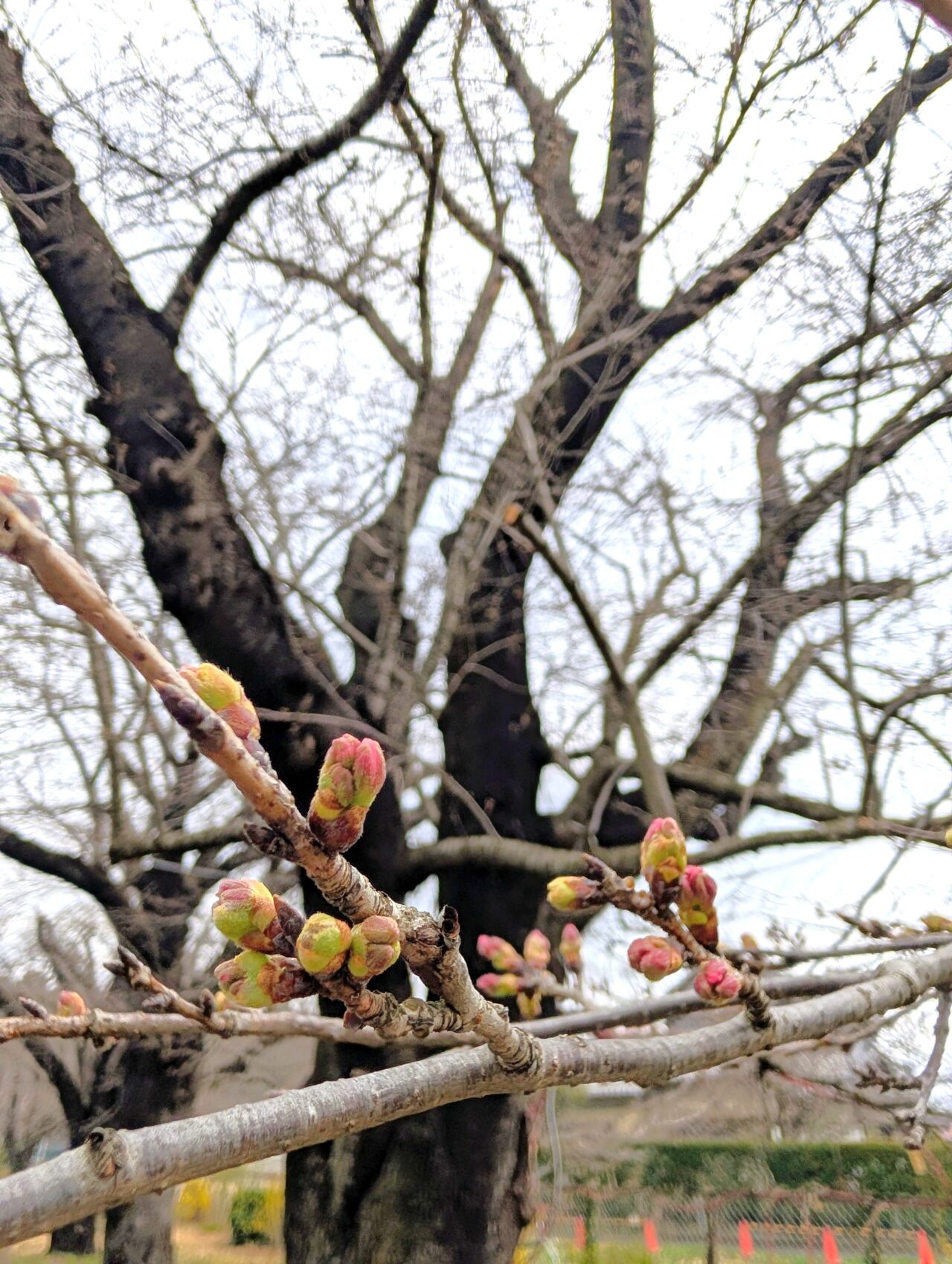 小林牧場桜2026_つぼみ1