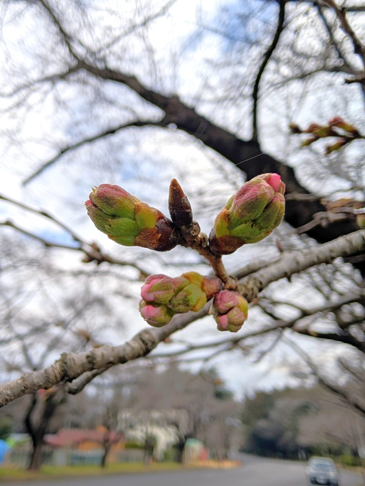 小林牧場桜2026_つぼみ2