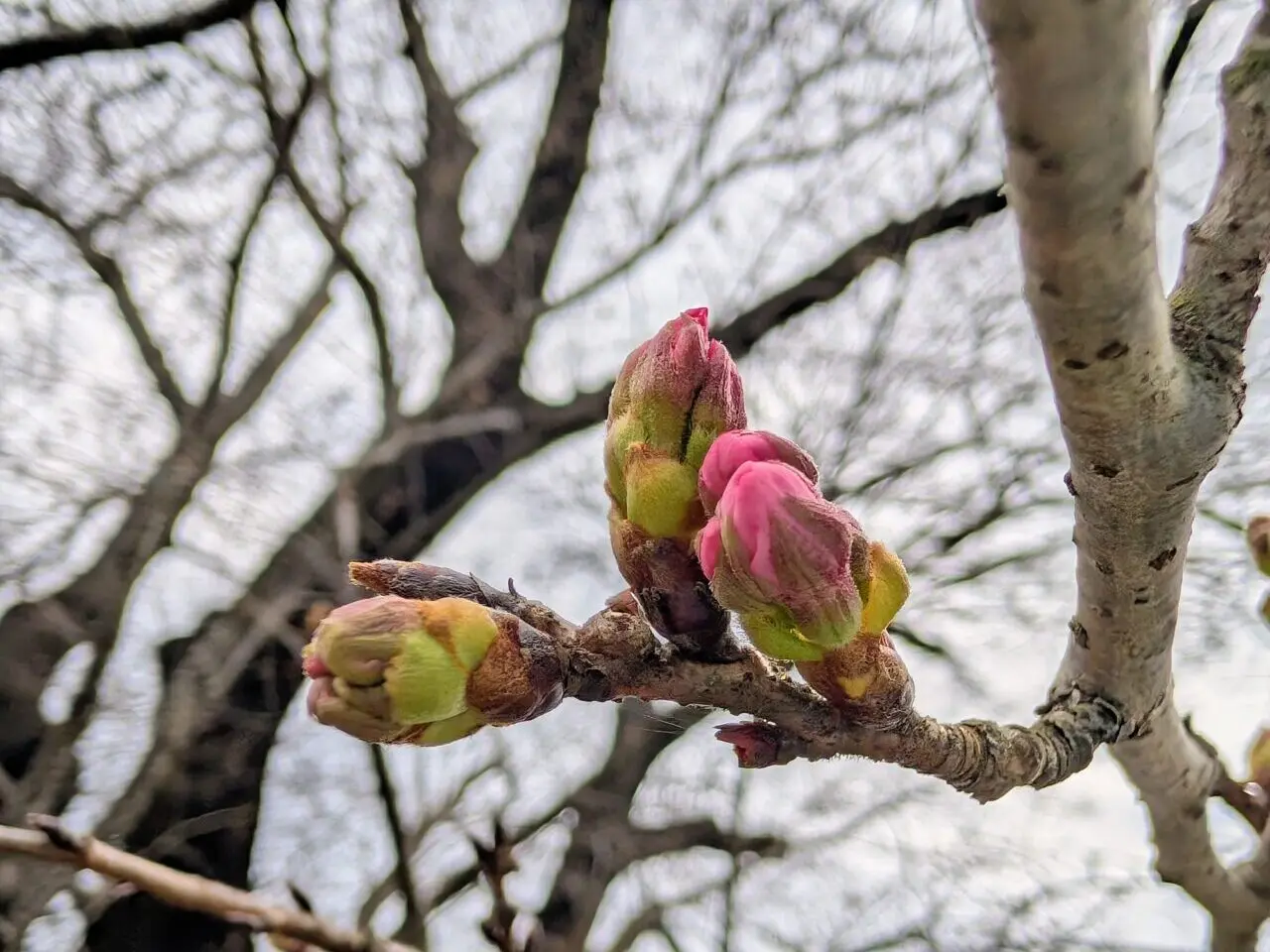 小林牧場桜2026_つぼみ３