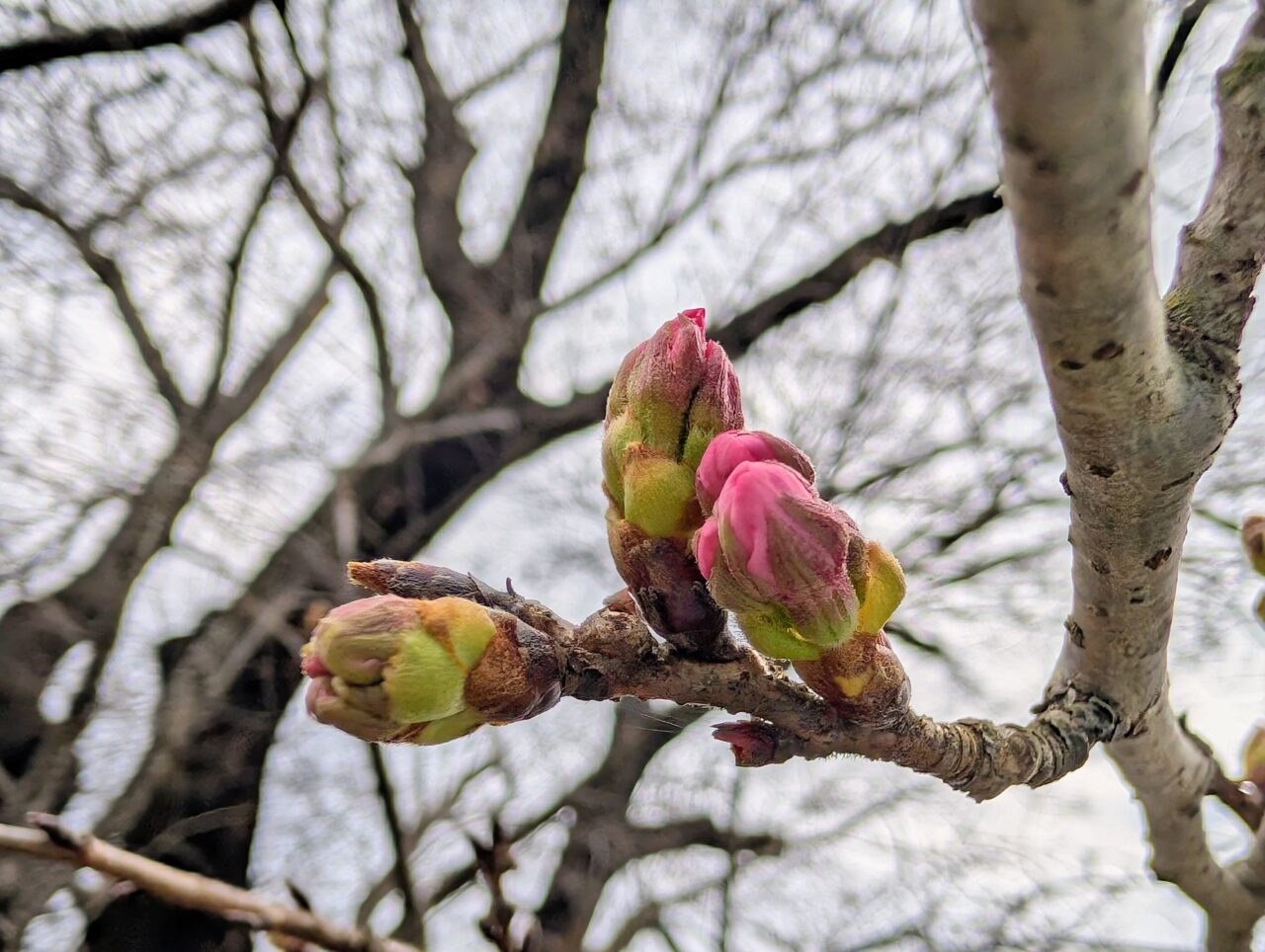 小林牧場桜2026_つぼみ3