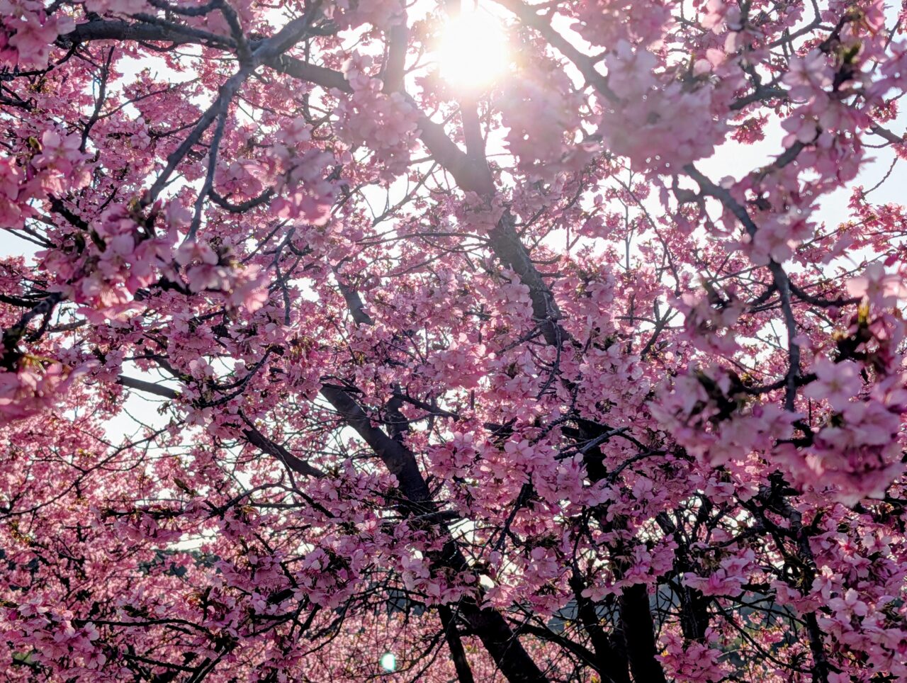万葉公園河津桜2026_裏から