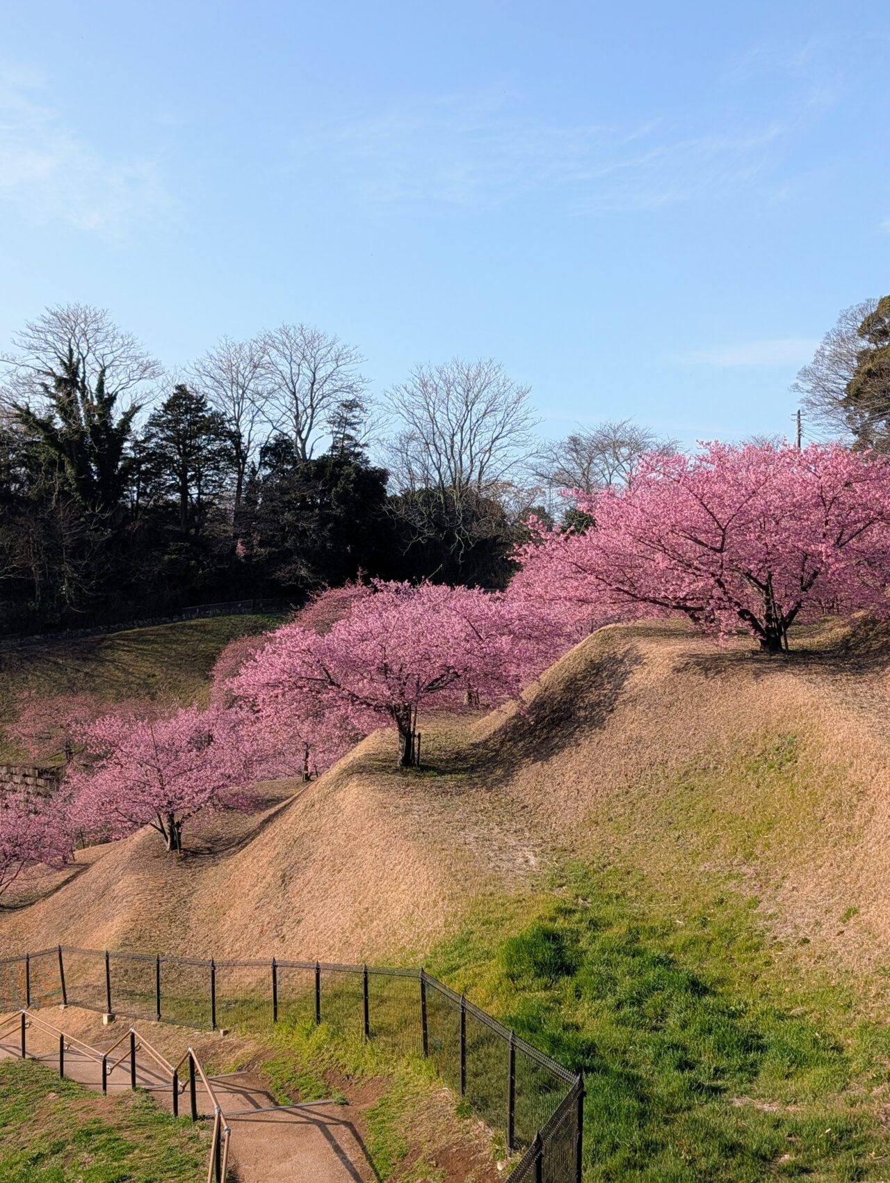 万葉公園河津桜2026_横から1