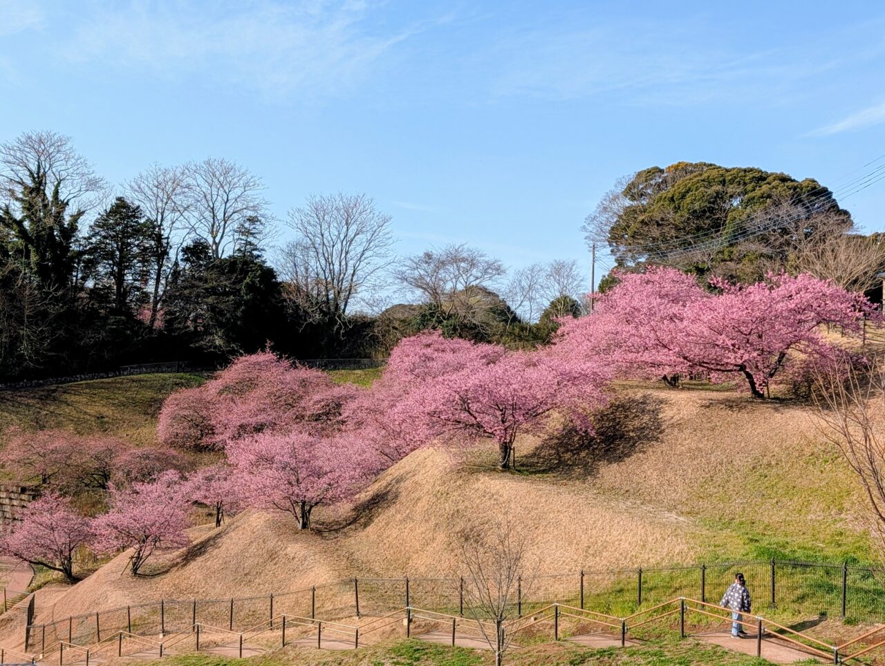 万葉公園河津桜2026_横から2