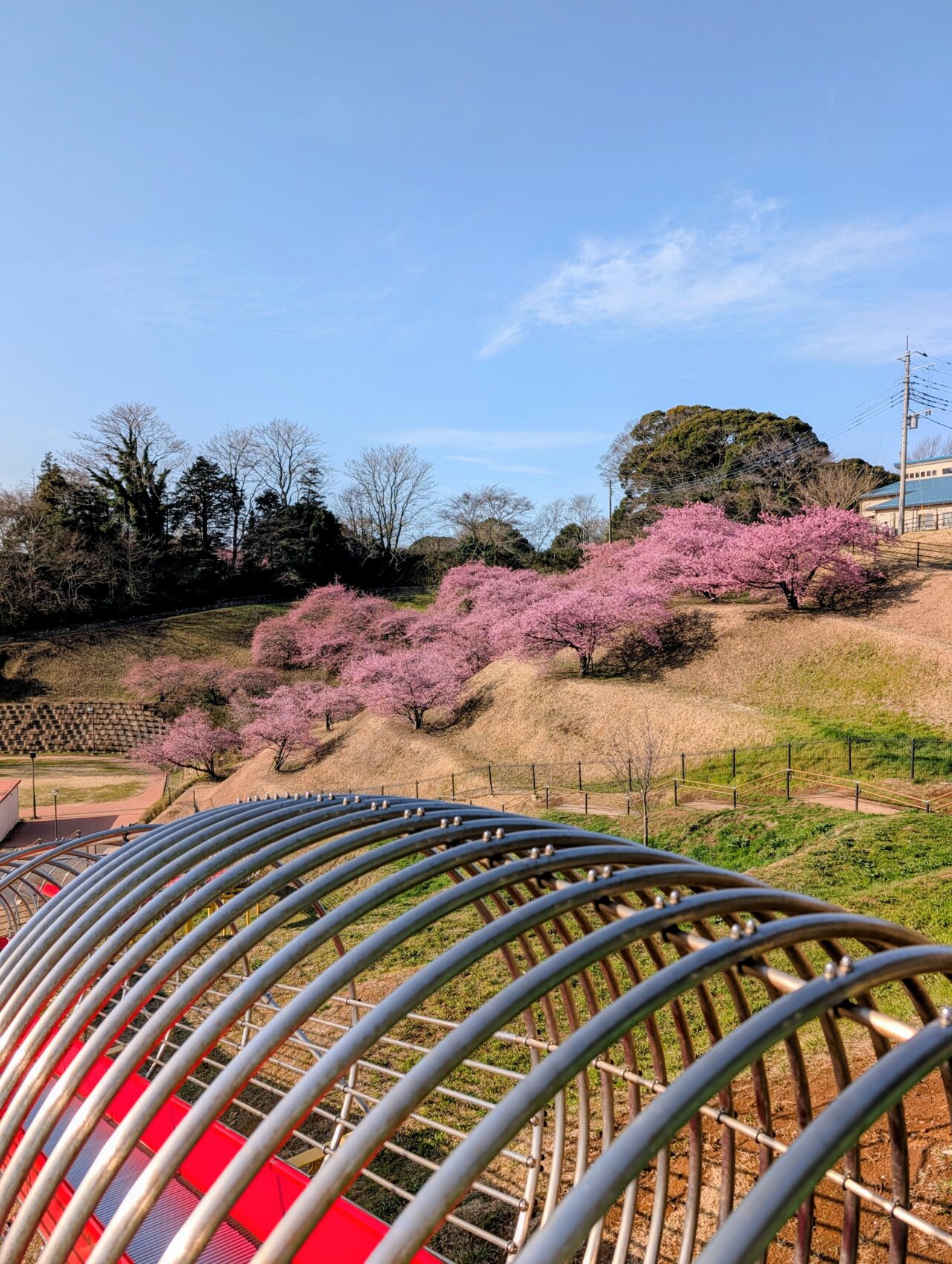 万葉公園河津桜2026_横から3