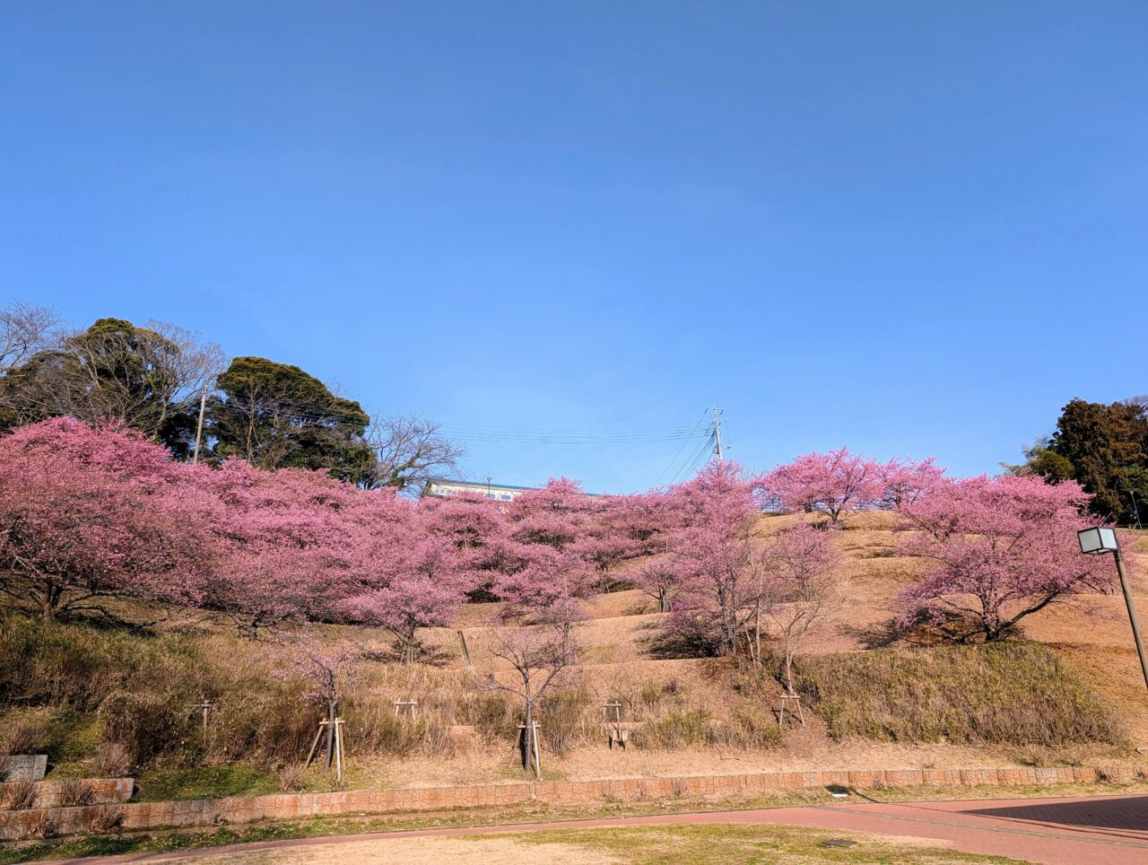 万葉公園河津桜2026_全体1