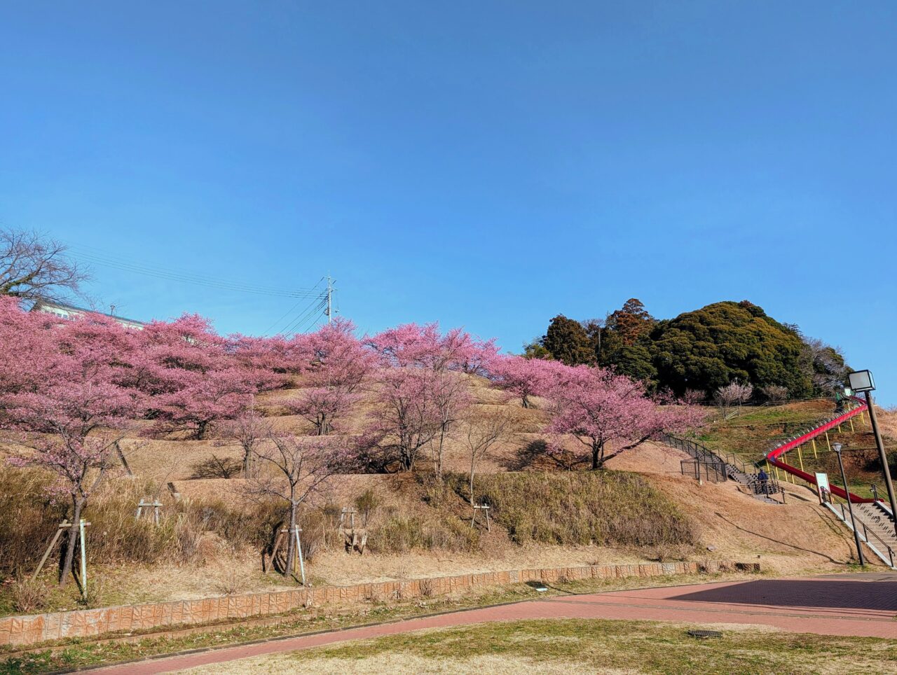 万葉公園河津桜2026_全体2