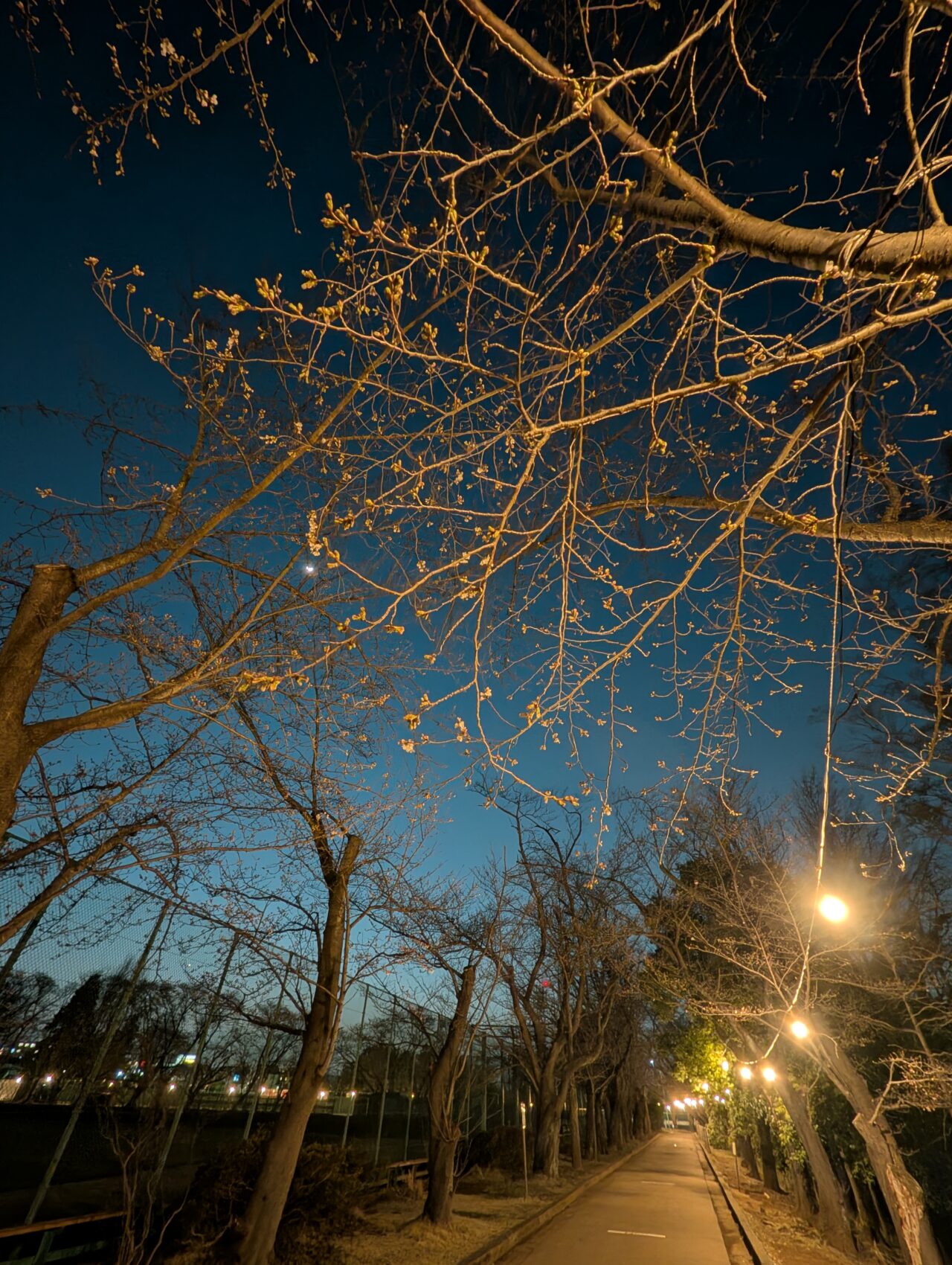 市制記念公園夜桜2026_公園内２