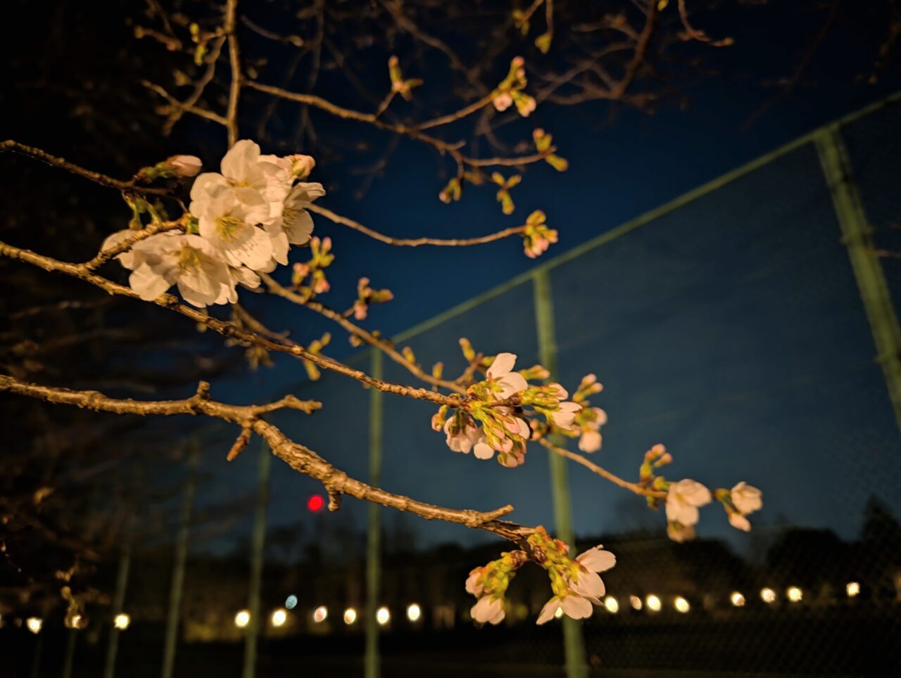 市制記念公園夜桜2026_公園内４