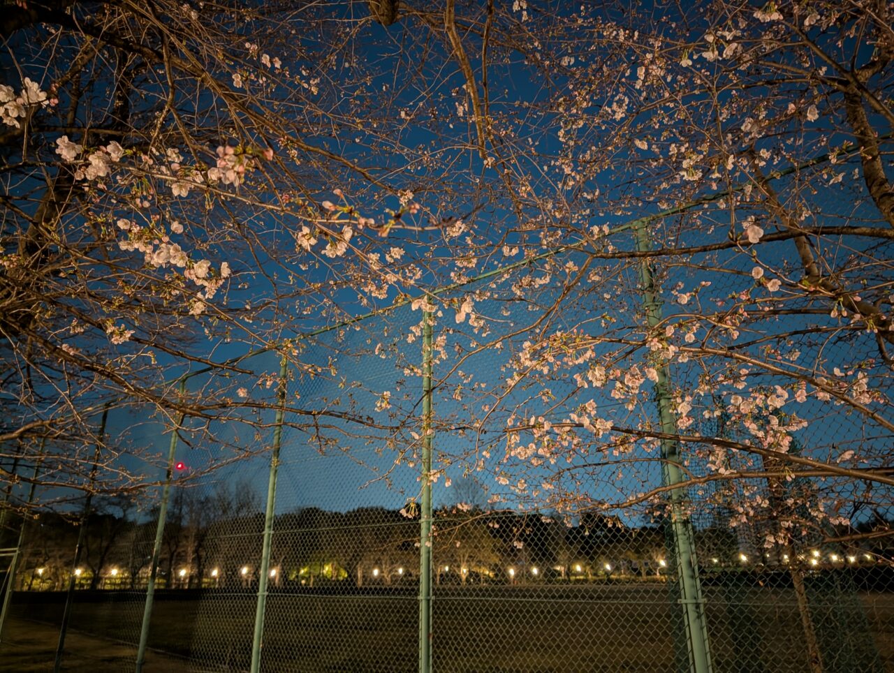 市制記念公園夜桜2026_公園内５