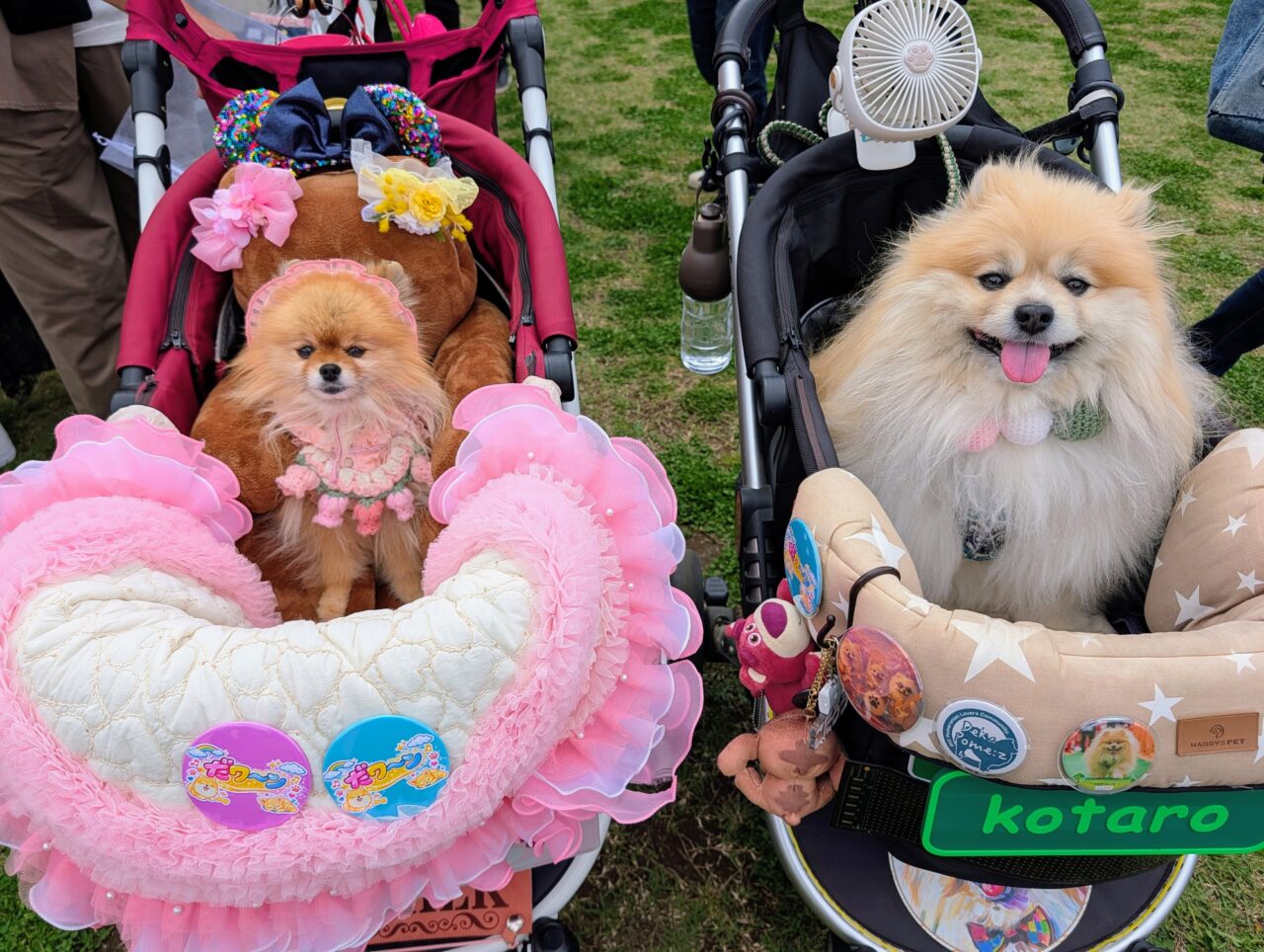 犬と春祭り2026年4月2_犬１