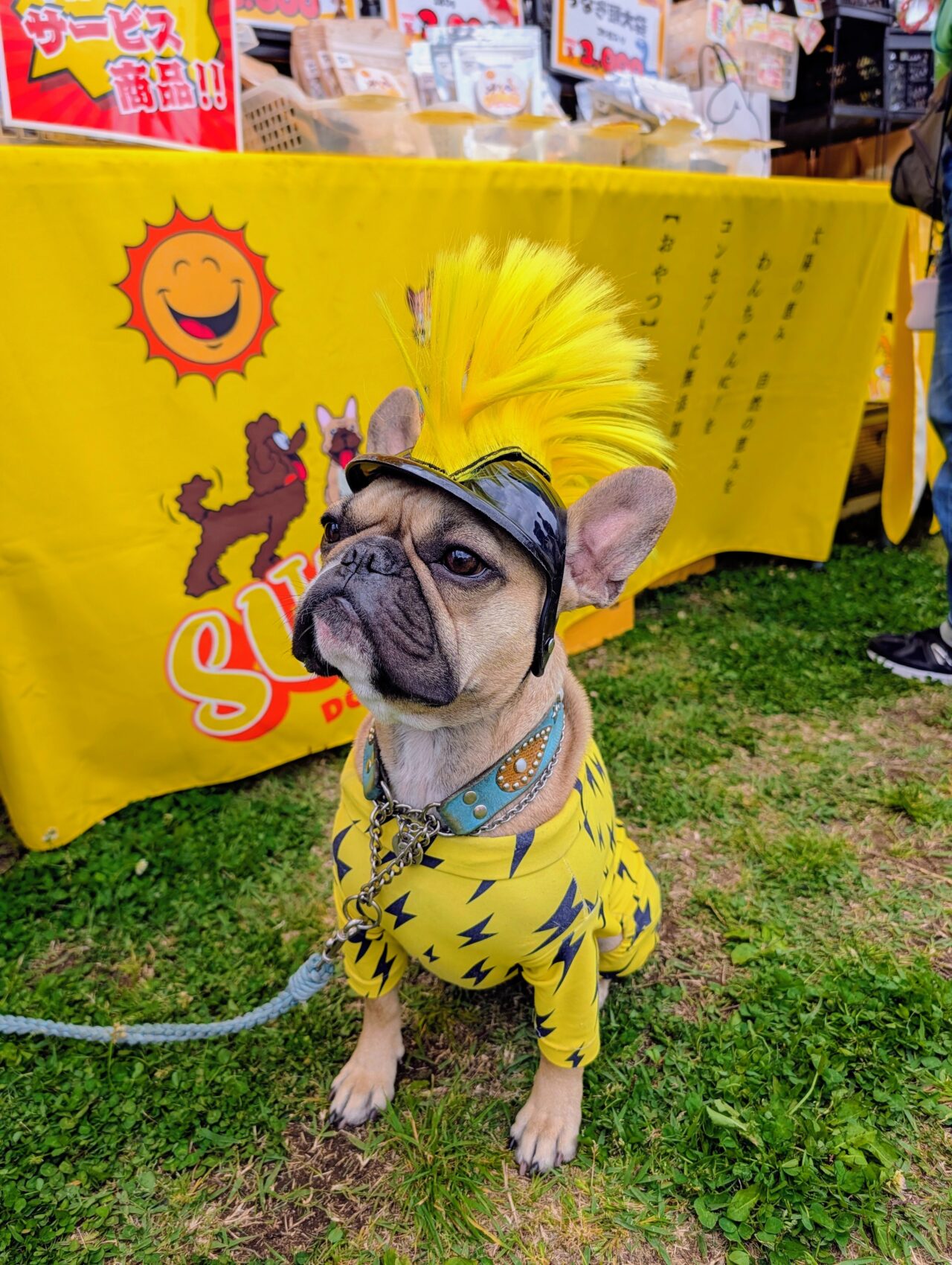 犬と春祭り2026年4月2_犬２