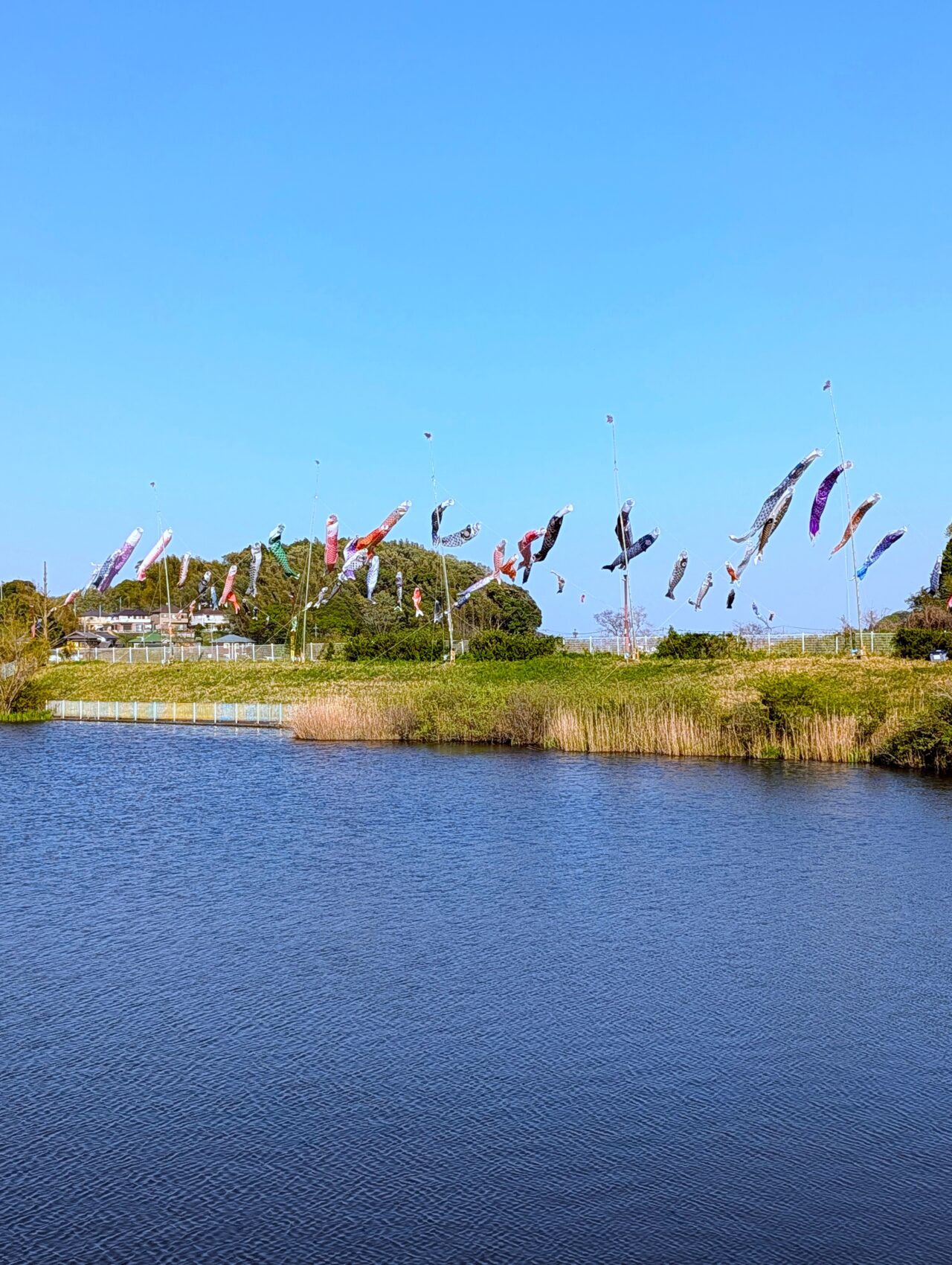 小林鯉のぼり2026_鯉のぼり1