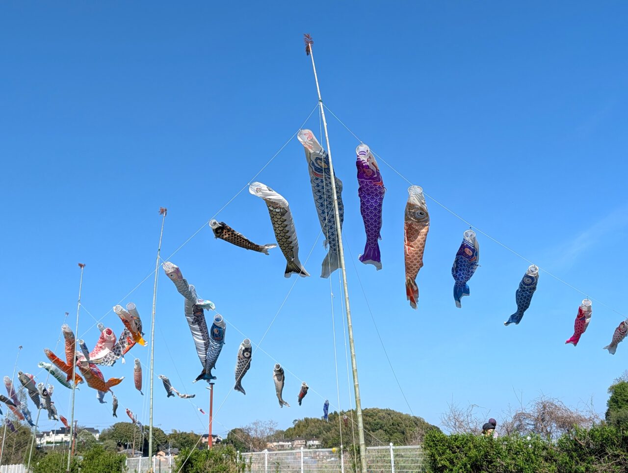 小林鯉のぼり2026_鯉のぼり2