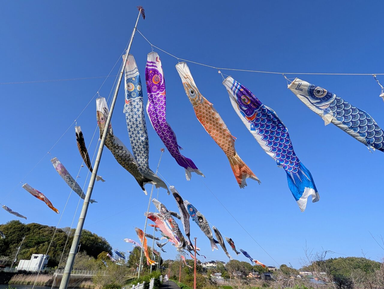 小林鯉のぼり2026_鯉のぼり3