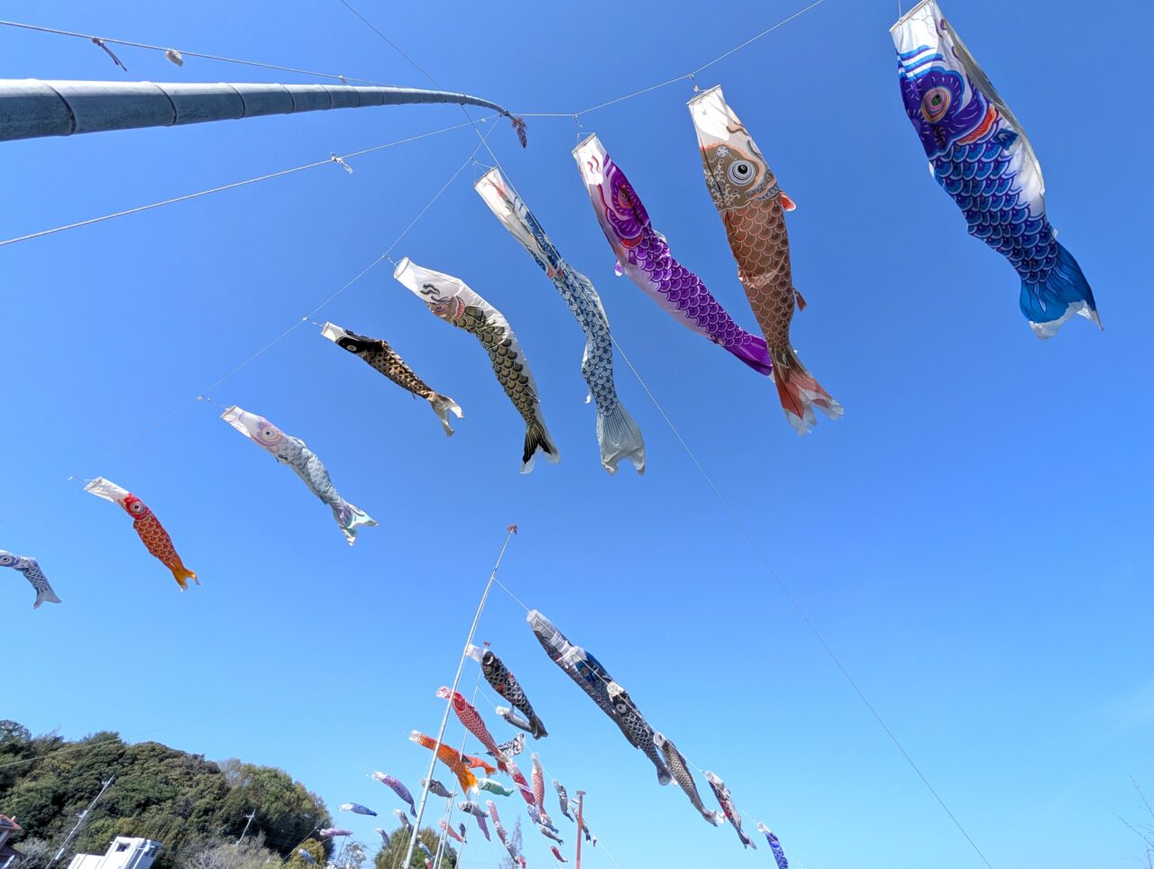 小林鯉のぼり2026_鯉のぼり4