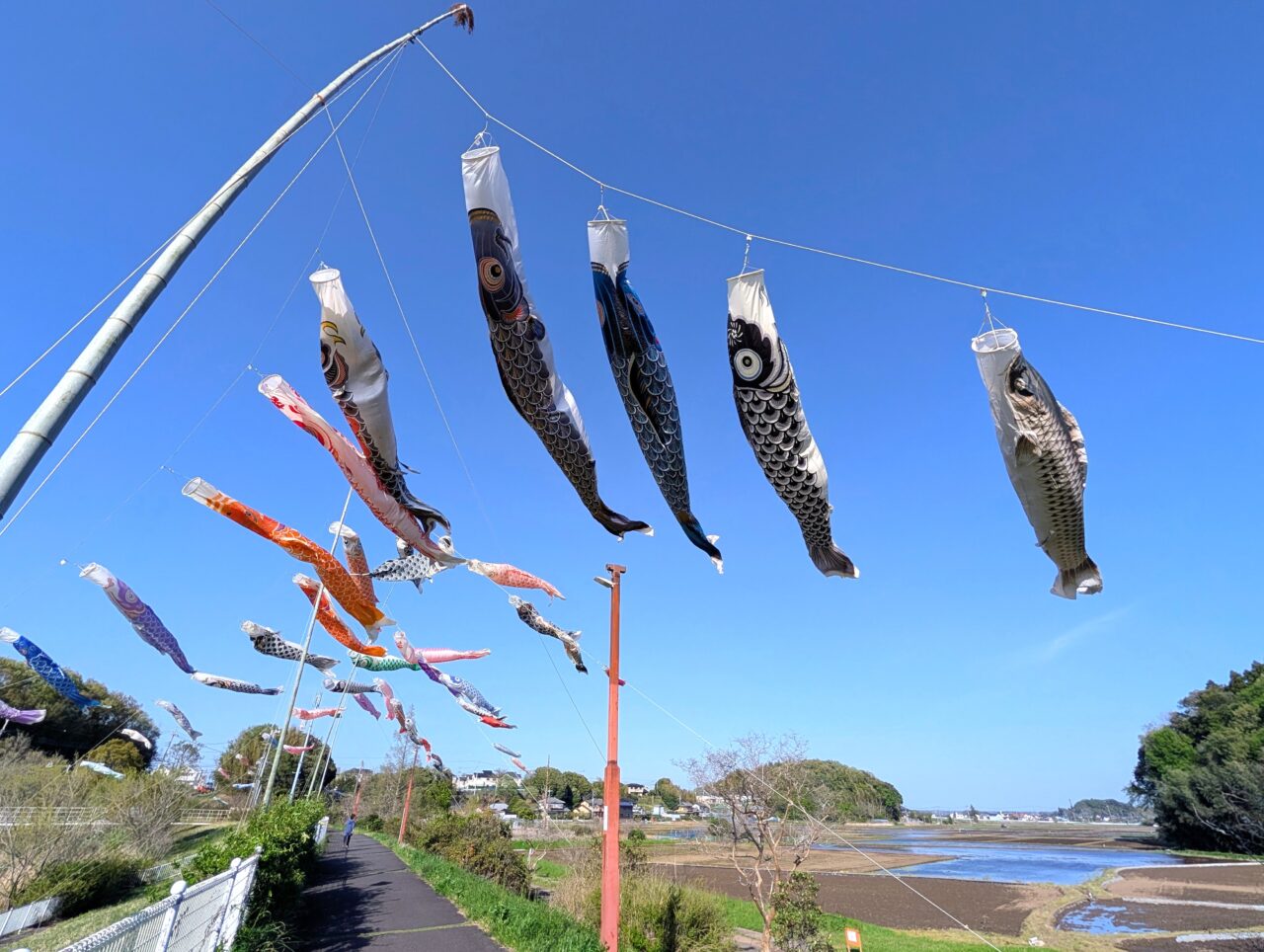 小林鯉のぼり2026_鯉のぼり5