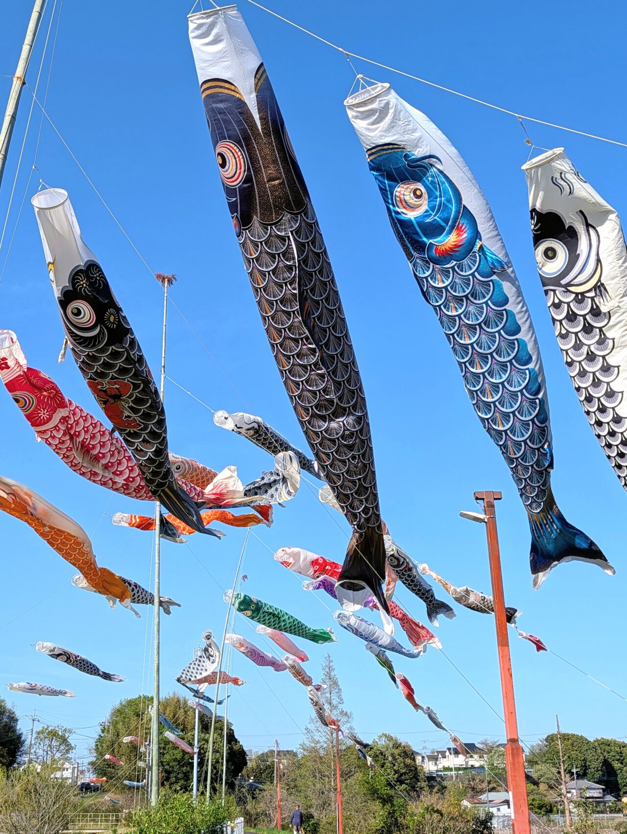 小林鯉のぼり2026_鯉のぼり6