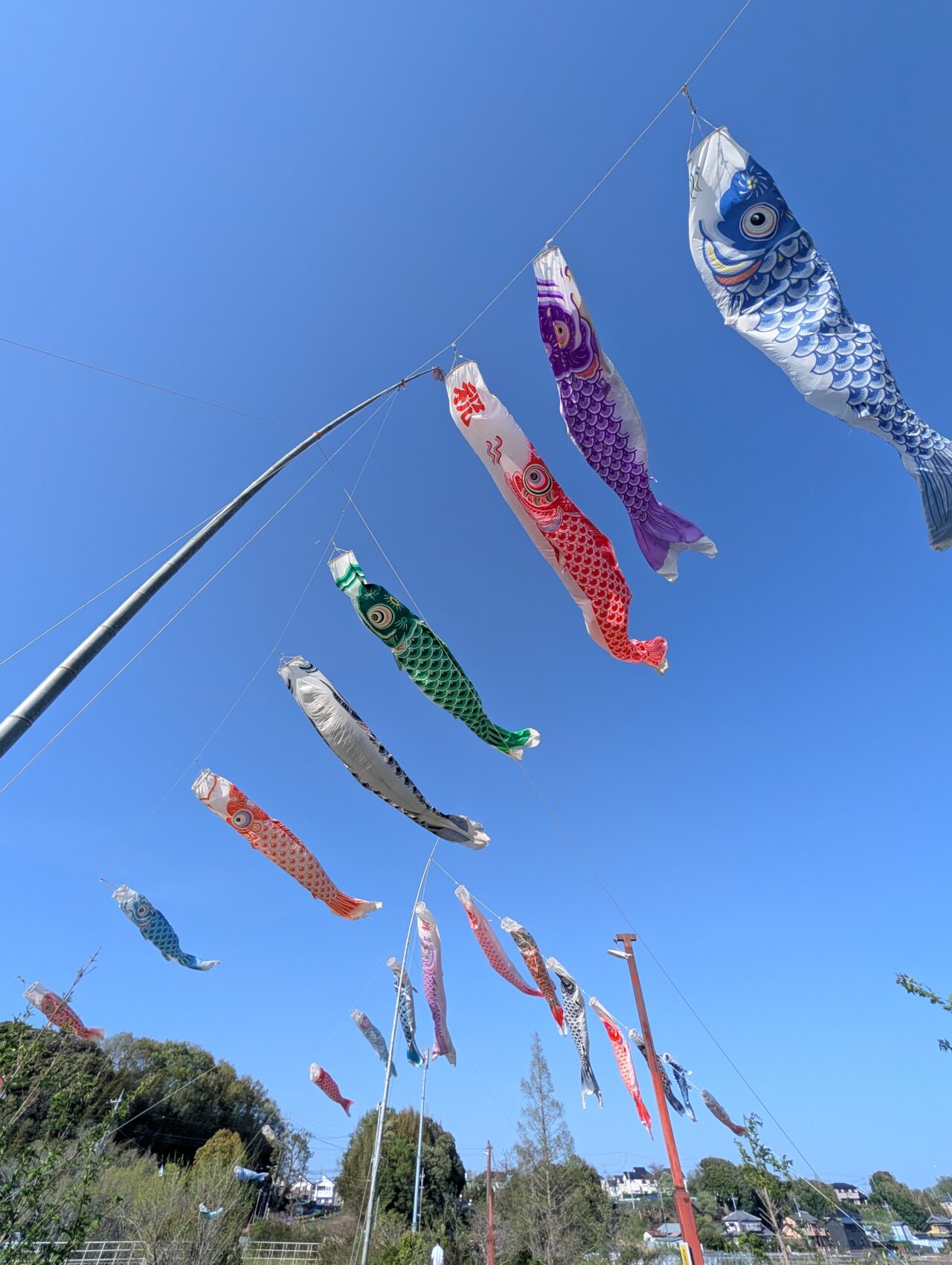 小林鯉のぼり2026_鯉のぼり7
