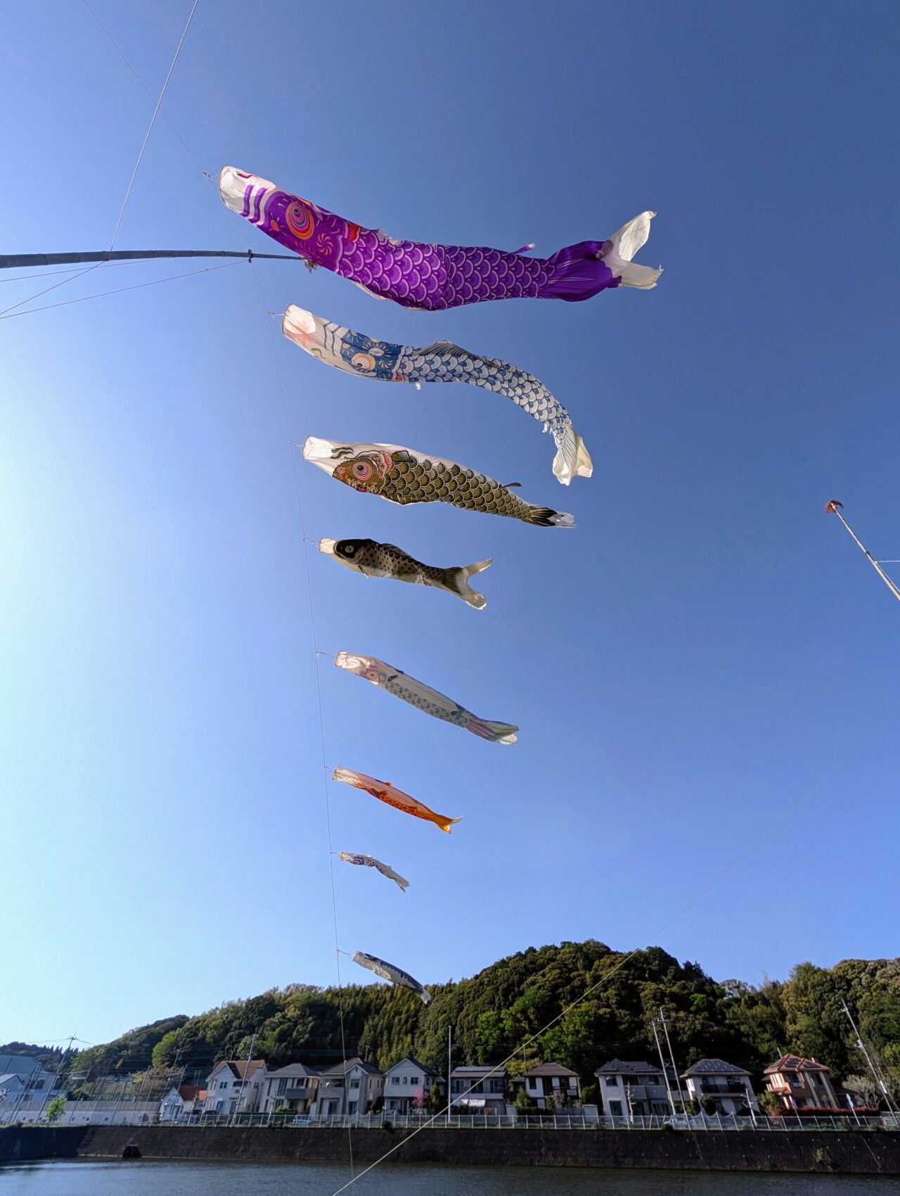 小林鯉のぼり2026_鯉のぼり8