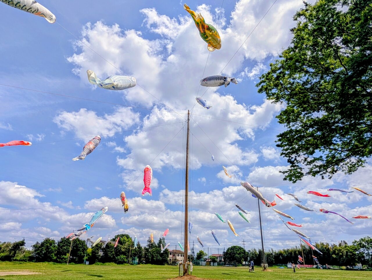 白井こいのぼりまつり2026_今年６