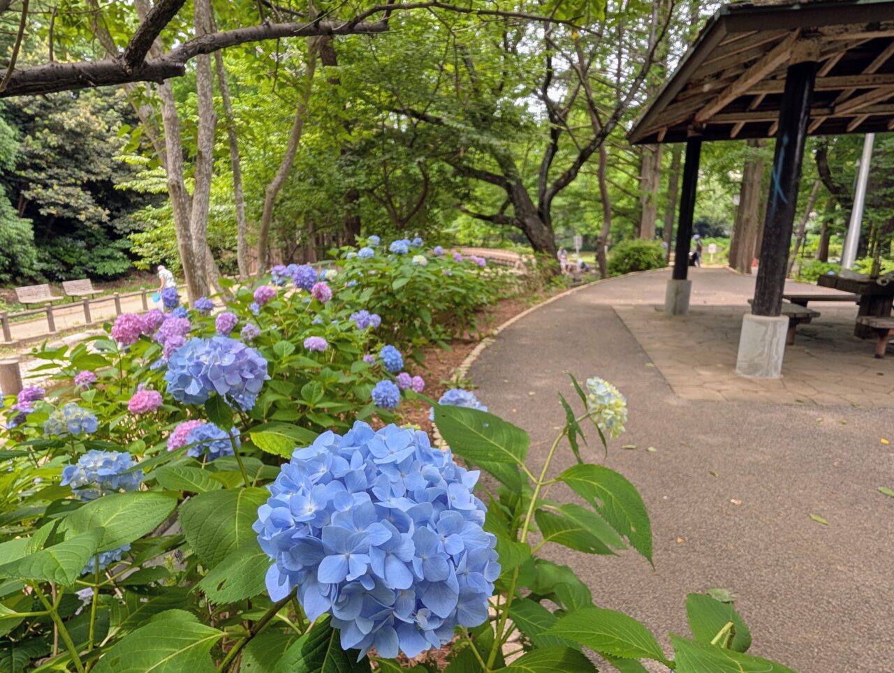 貝柄山公園あじさい2026_あじさい四阿1