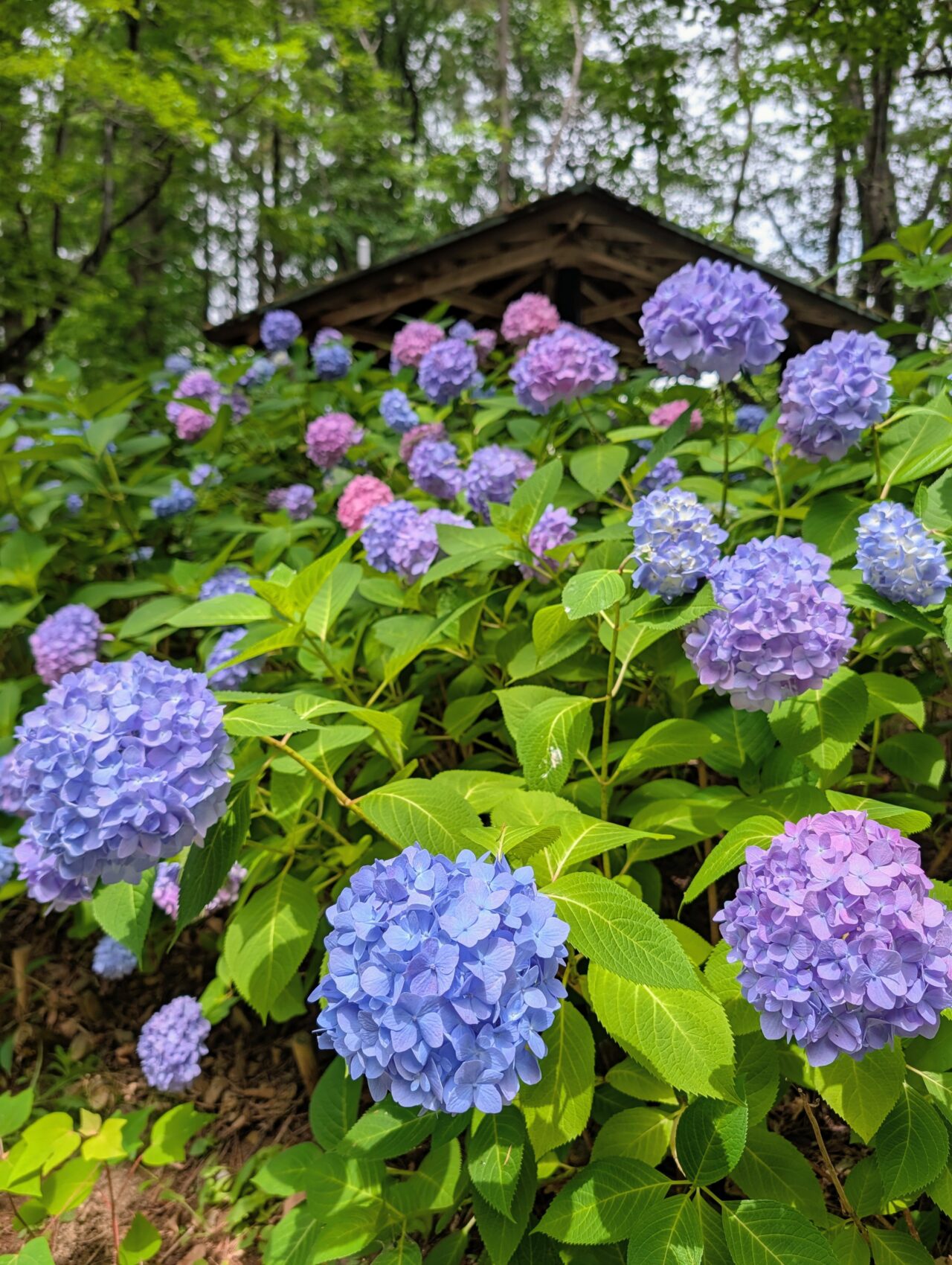 貝柄山公園あじさい2026_あじさい四阿3