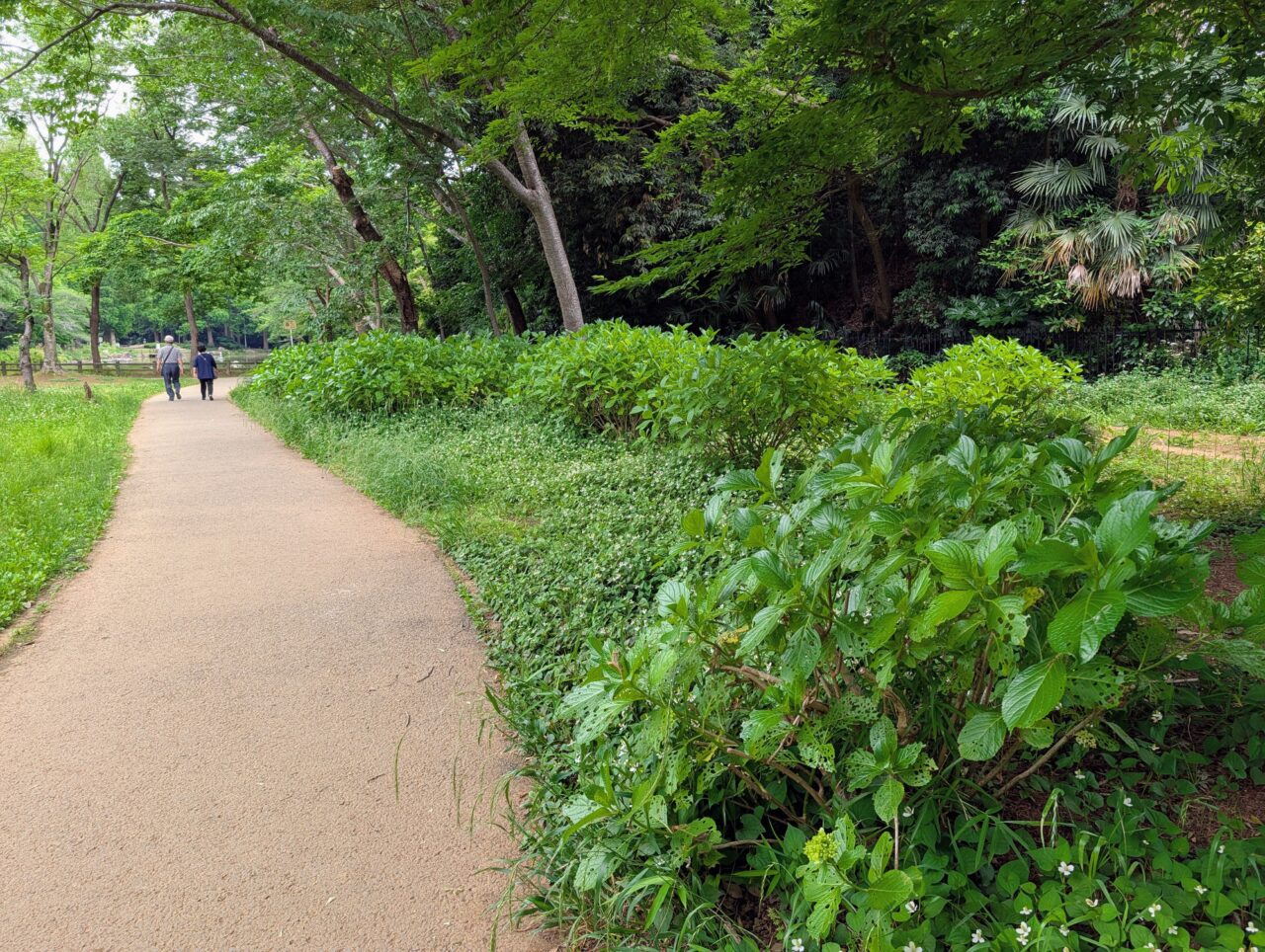 貝柄山公園あじさい2026_あじさい広場