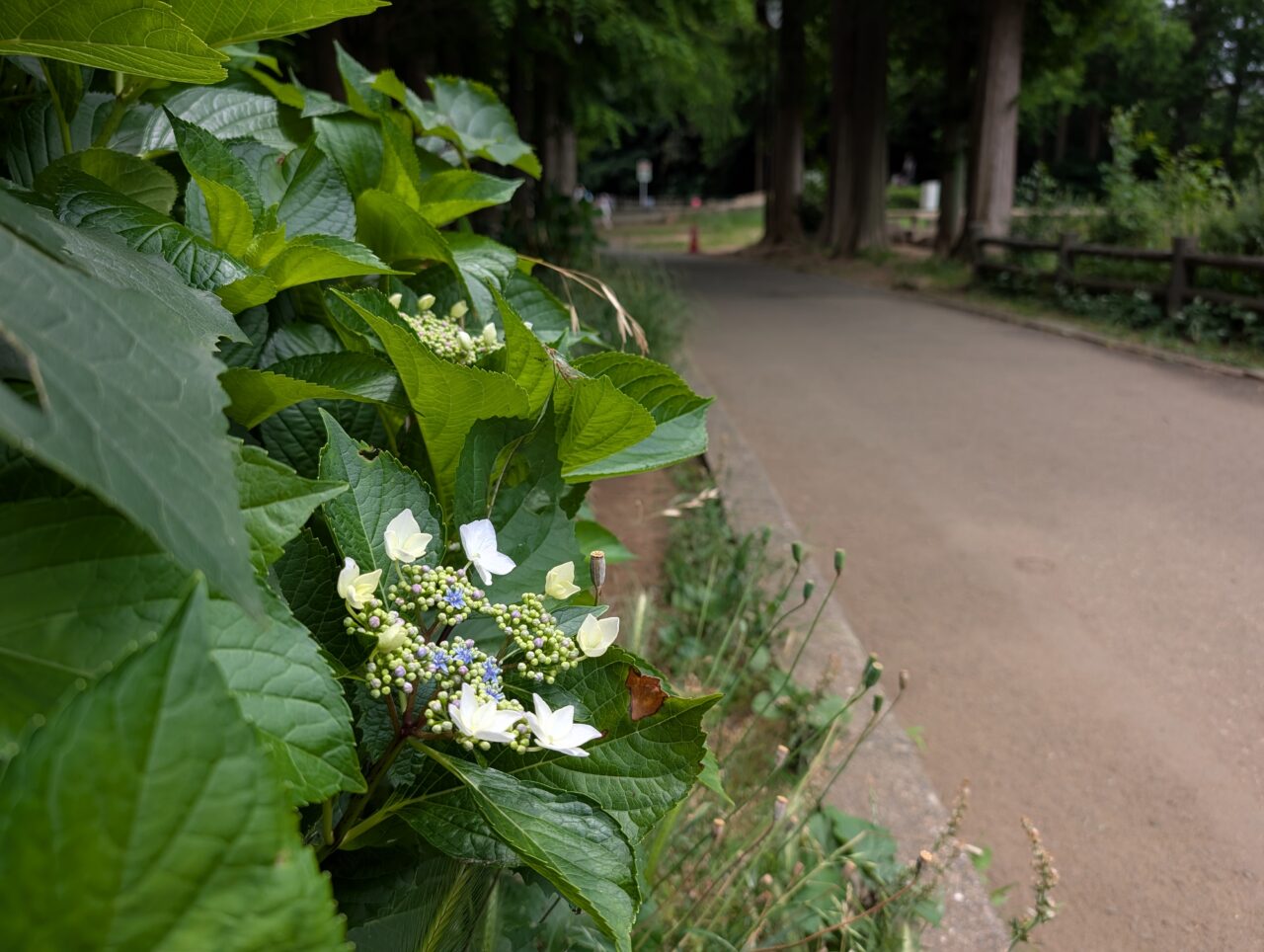 貝柄山公園あじさい2026_あじさい池1