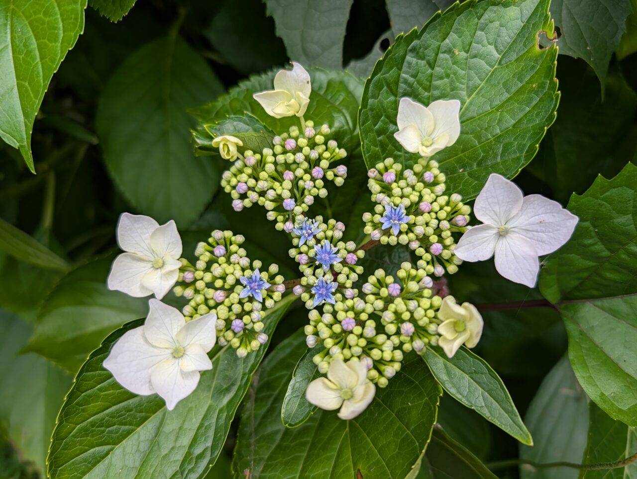 貝柄山公園あじさい2026_あじさい池2