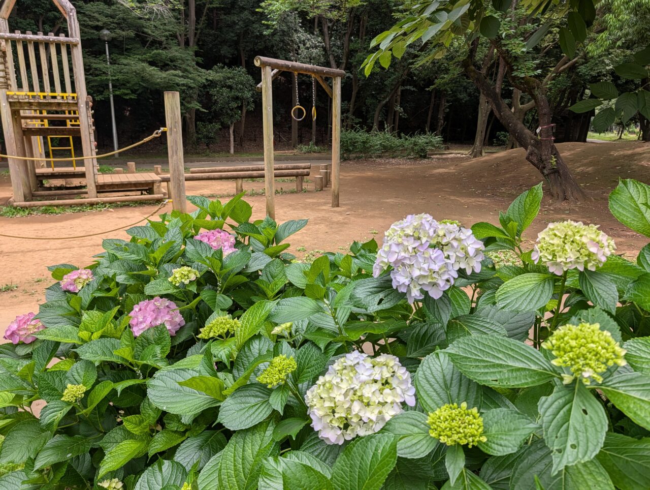 貝柄山公園あじさい2026_あじさい子ども広場1