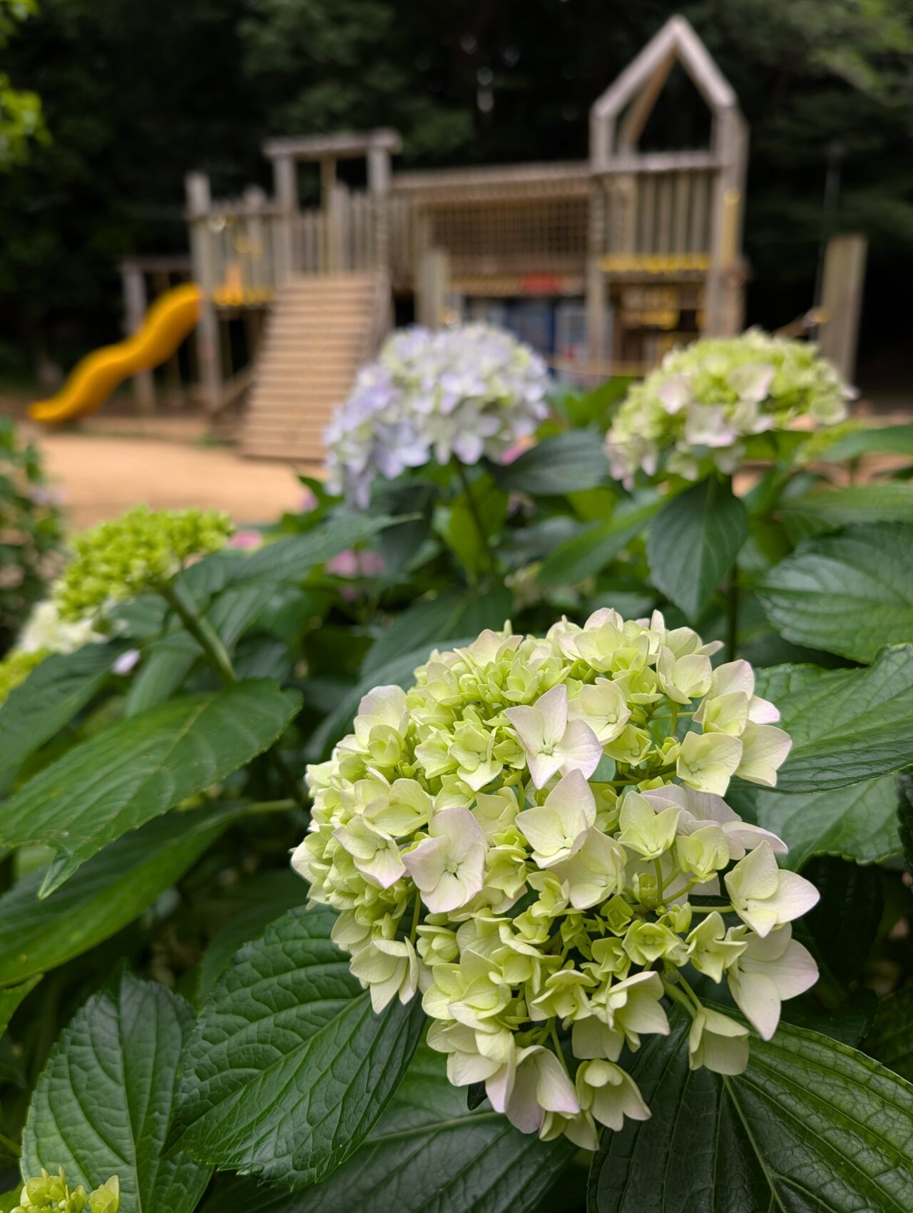 貝柄山公園あじさい2026_あじさい子ども広場2