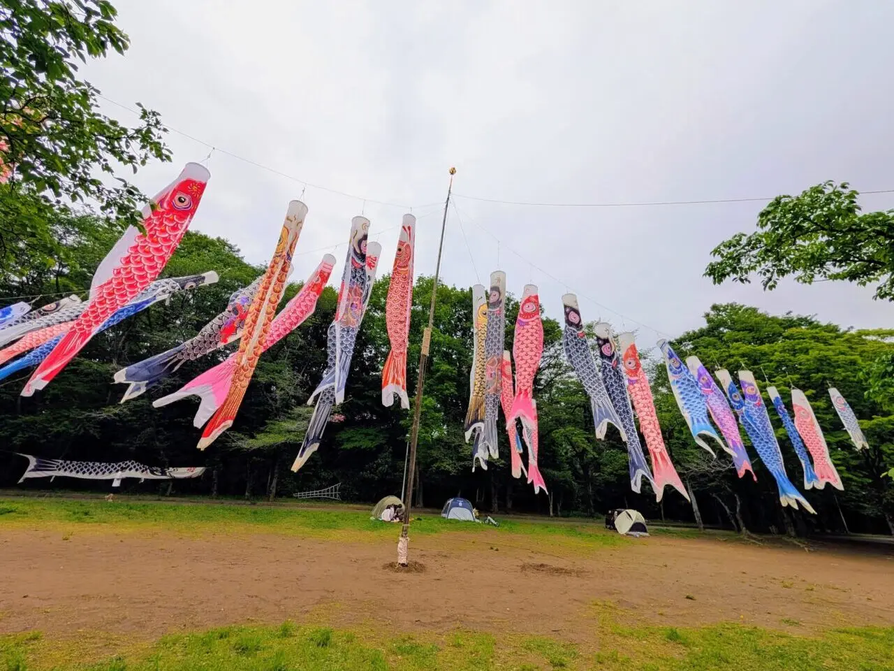 貝柄山公園こいのぼり2026_こいのぼり８