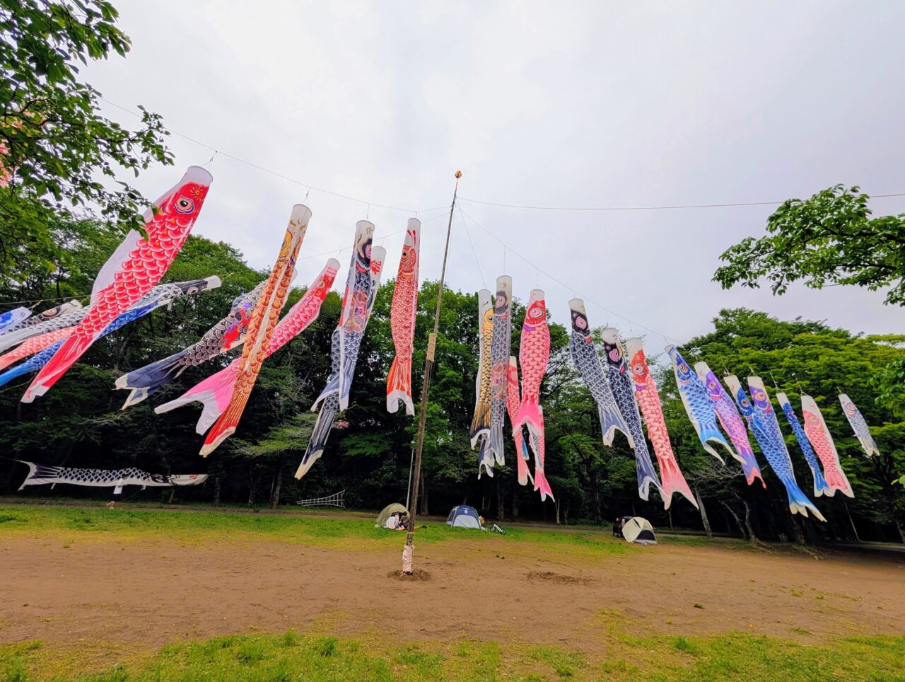 貝柄山公園こいのぼり2026_こいのぼり８