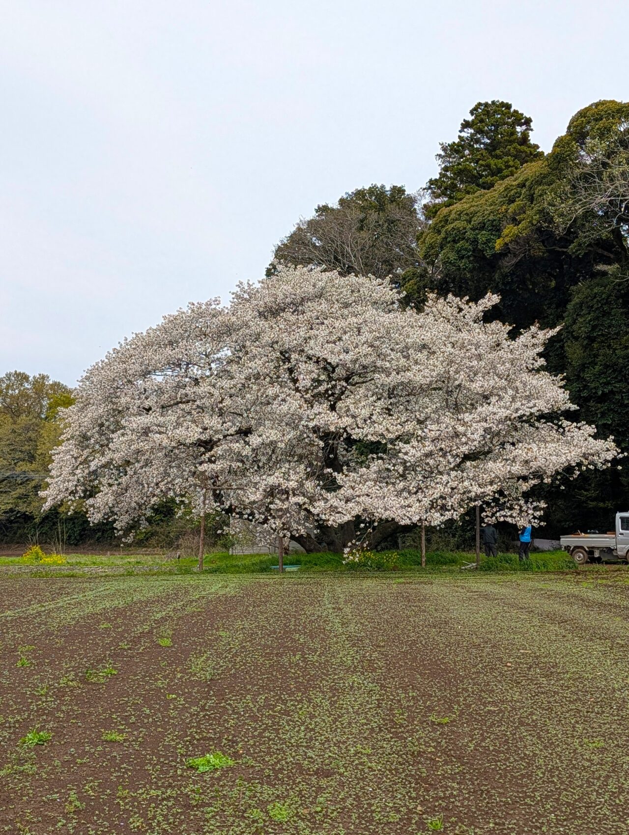 ヴィトラカフェ2026_ファーム桜１